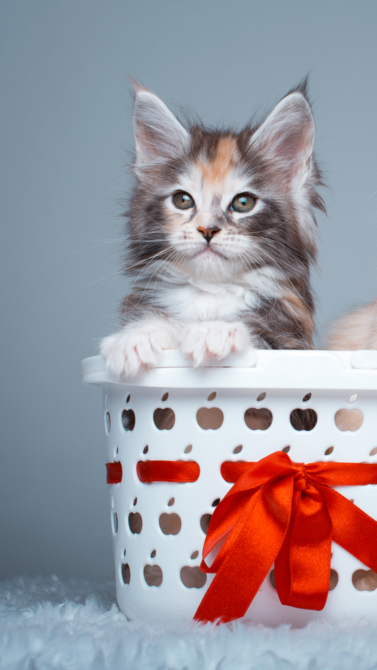 Free download wallpaper Cats, Cat, Kitten, Animal, Basket, Ribbon on your PC desktop