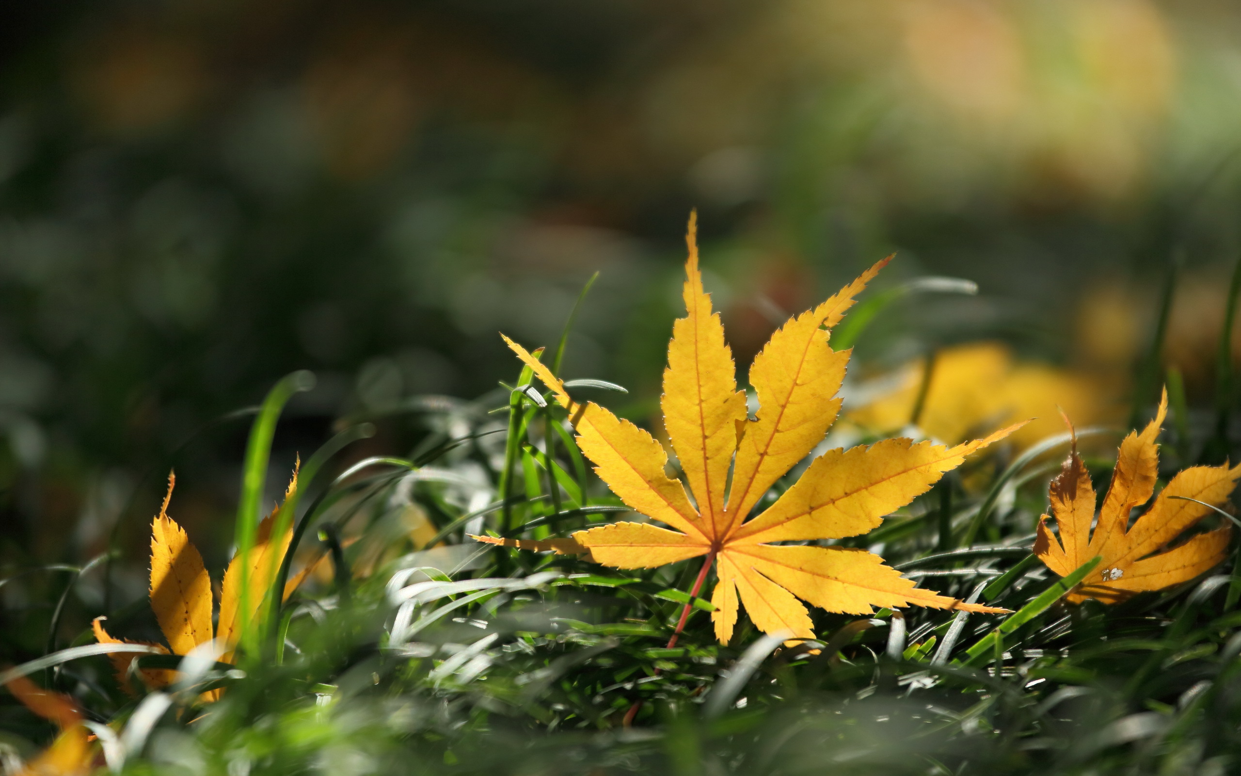 Download mobile wallpaper Nature, Leaf, Fall, Earth, Bokeh for free.