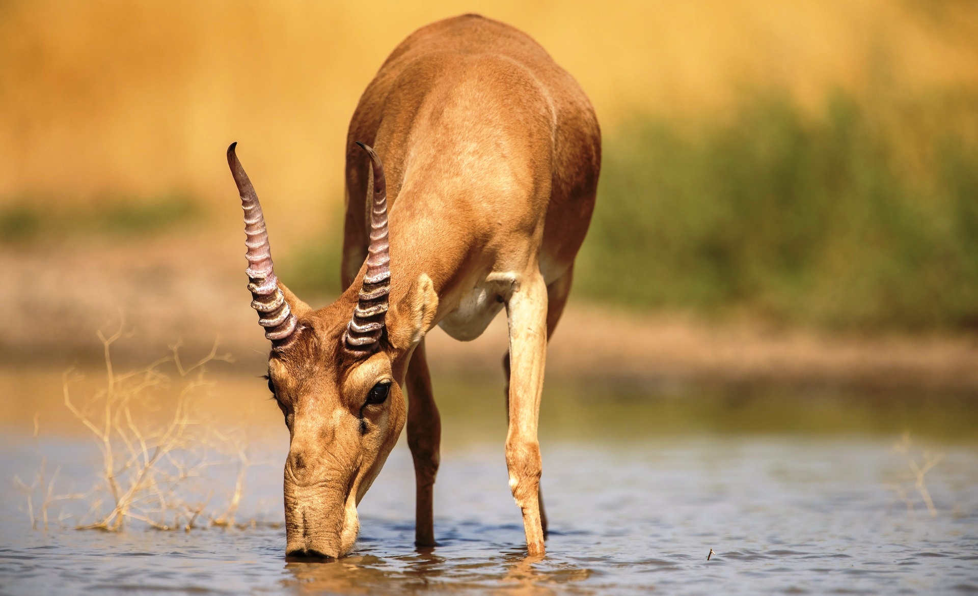animal, antelope, saiga antelope