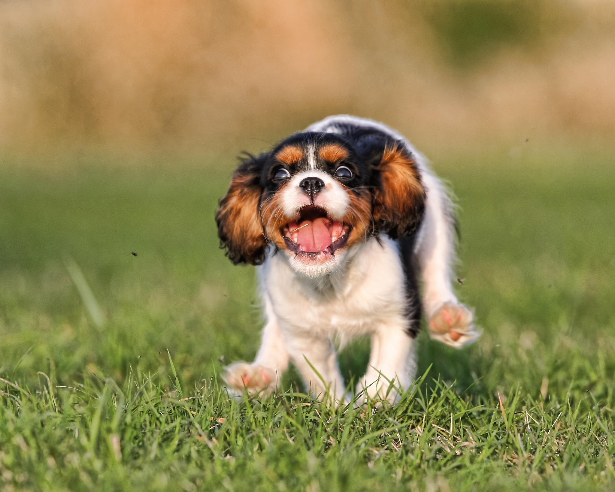 puppy, animals, grass, bounce, jump, run, running