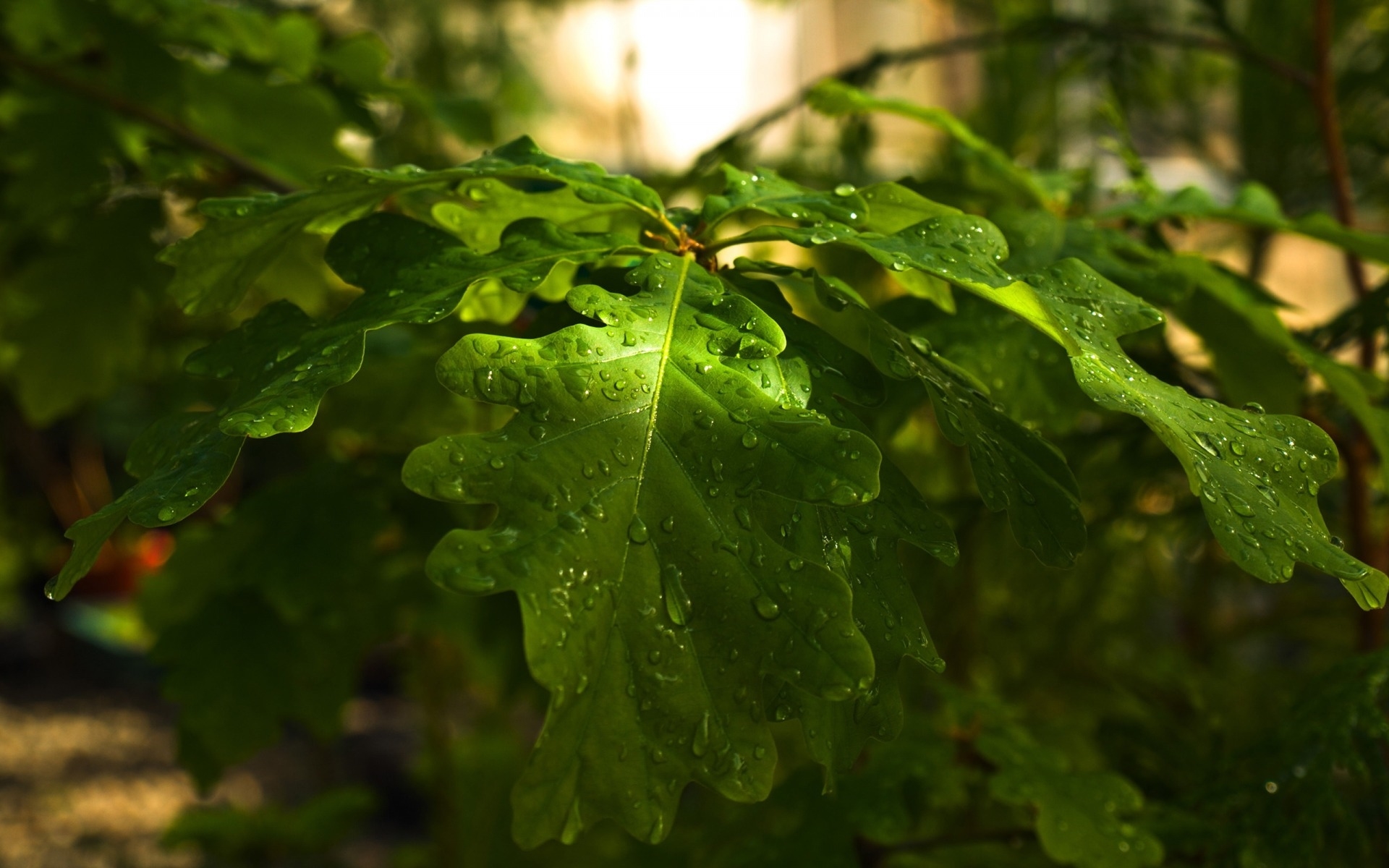 Baixar papel de parede para celular de Terra/natureza, Gota De Água gratuito.