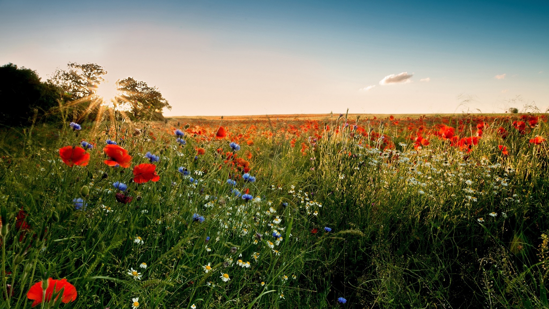 Téléchargez des papiers peints mobile Coquelicot, Fleurs, Terre/nature gratuitement.