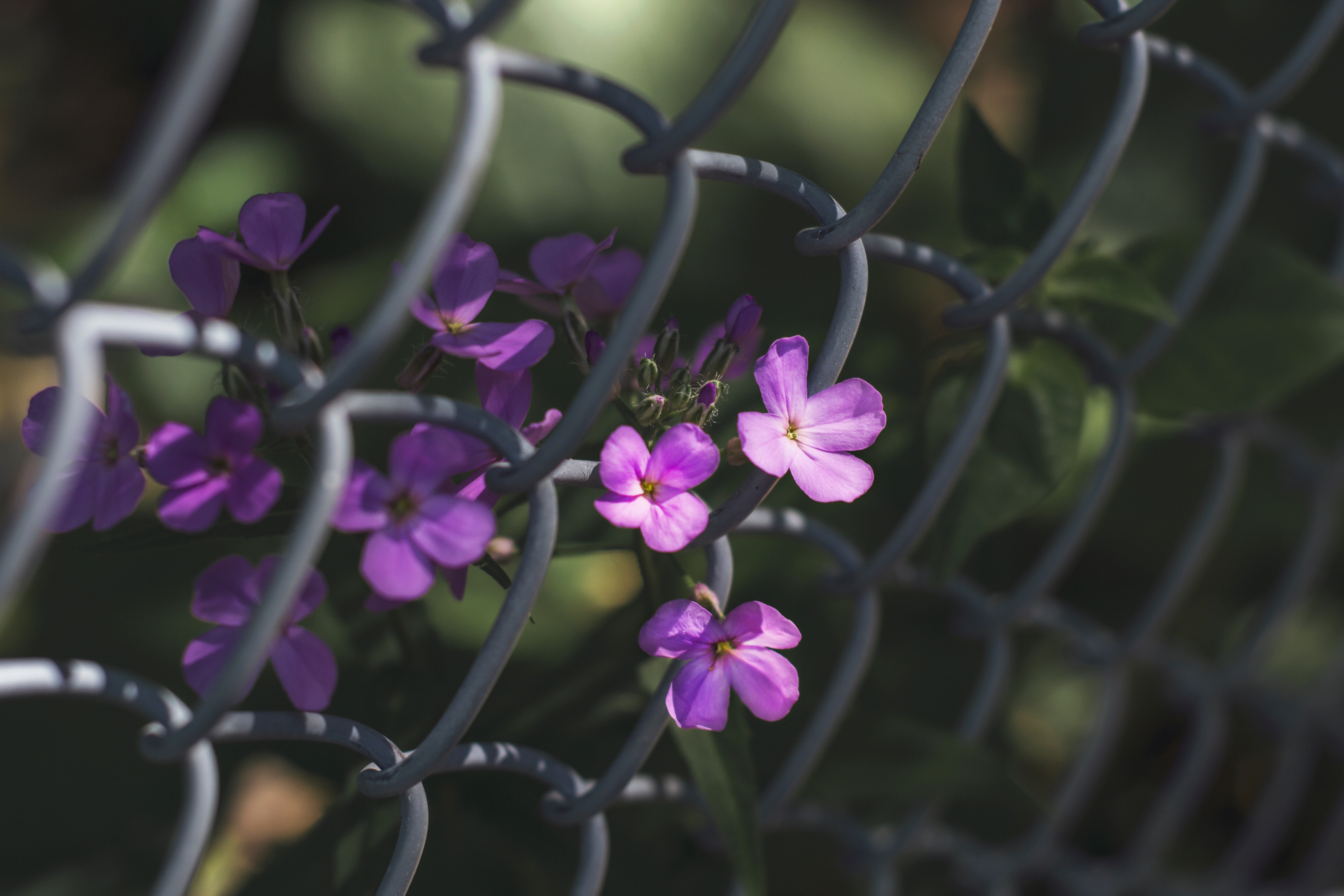 Download mobile wallpaper Macro, Fence, Grid, Flowers for free.