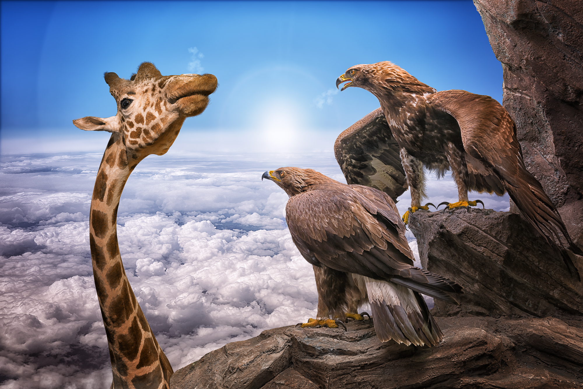 632625 скачать картинку юмор, орел, животное, облака, жираф, горизонт, манипуляции - обои и заставки бесплатно