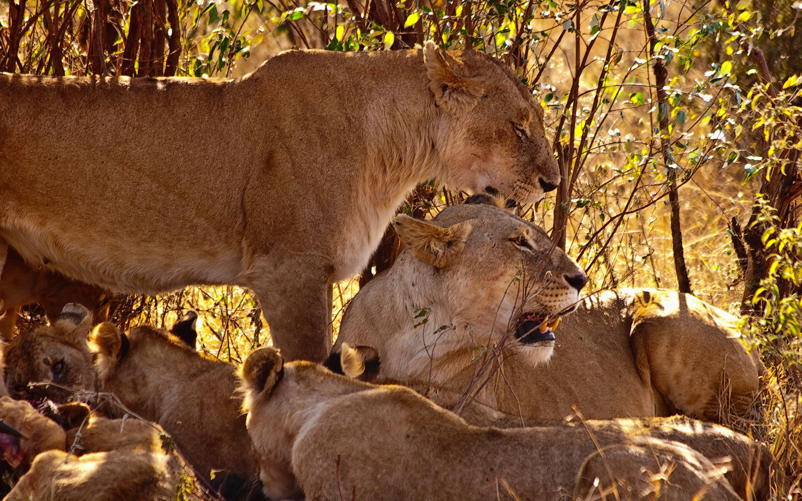 Téléchargez des papiers peints mobile Lion, Chats, Animaux gratuitement.