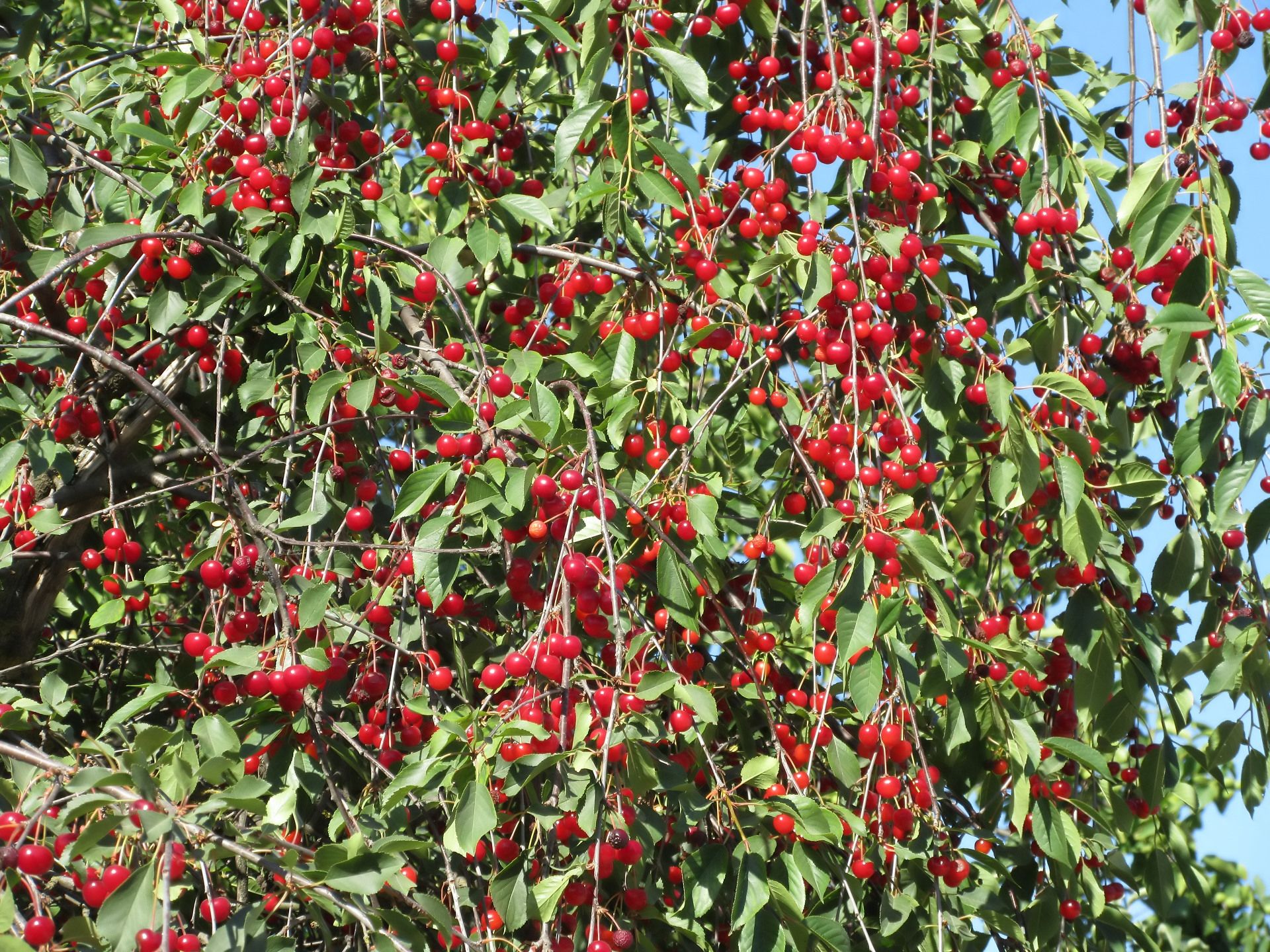 Descarga gratuita de fondo de pantalla para móvil de Cereza, Alimento.