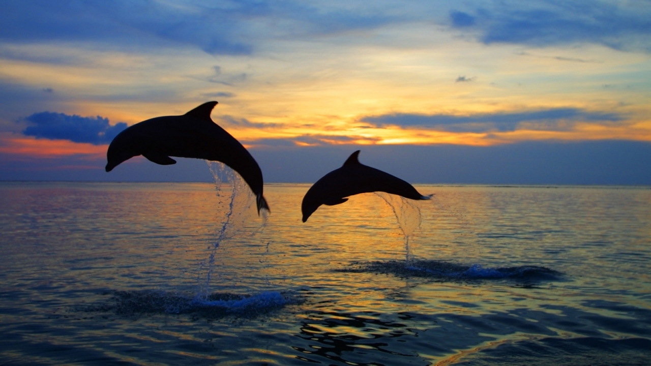 Скачать картинку Дельфины, Пейзаж, Животные, Море в телефон бесплатно.