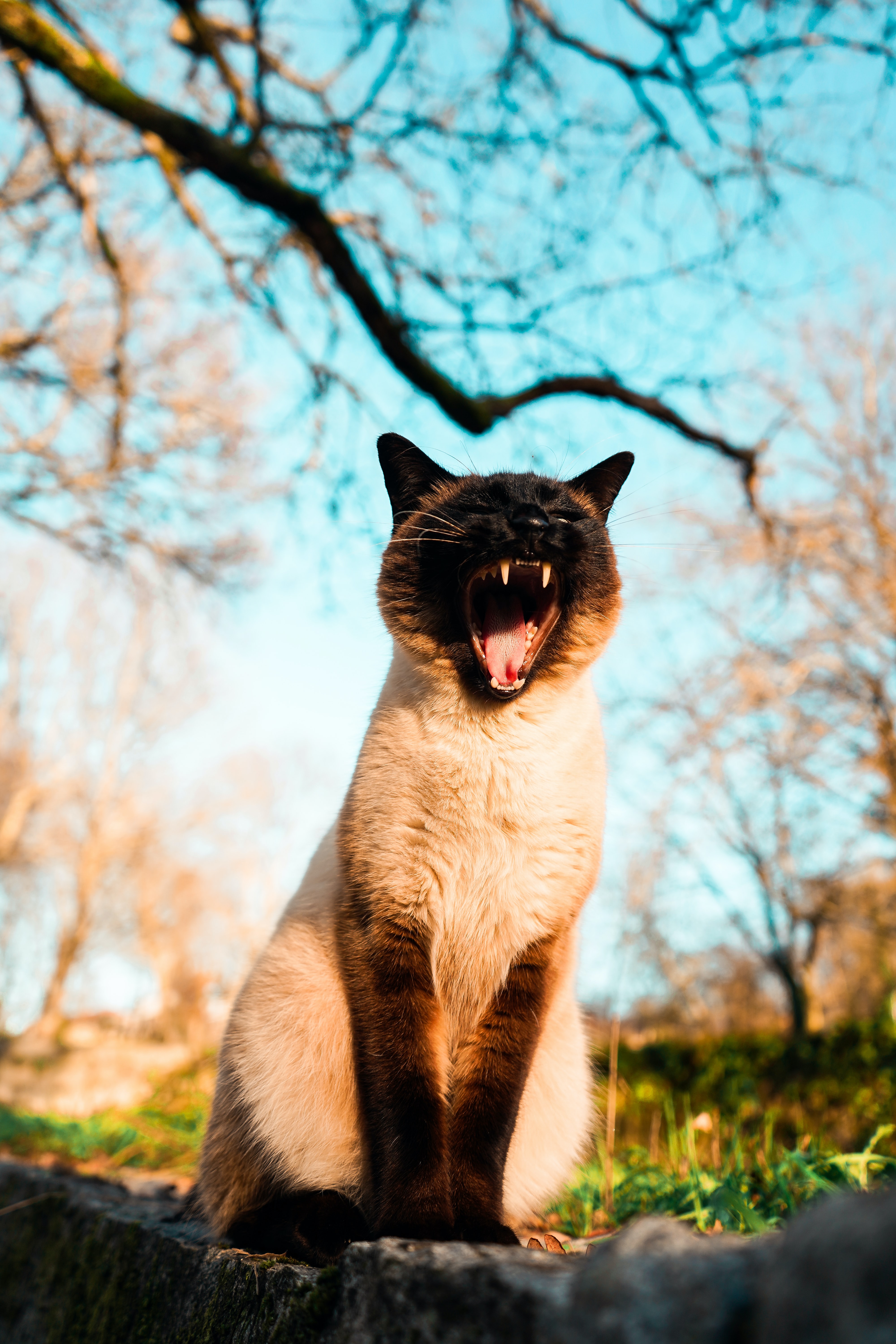 Free download wallpaper Animals, Grass, Branches, Pet, Yawn, Cat on your PC desktop