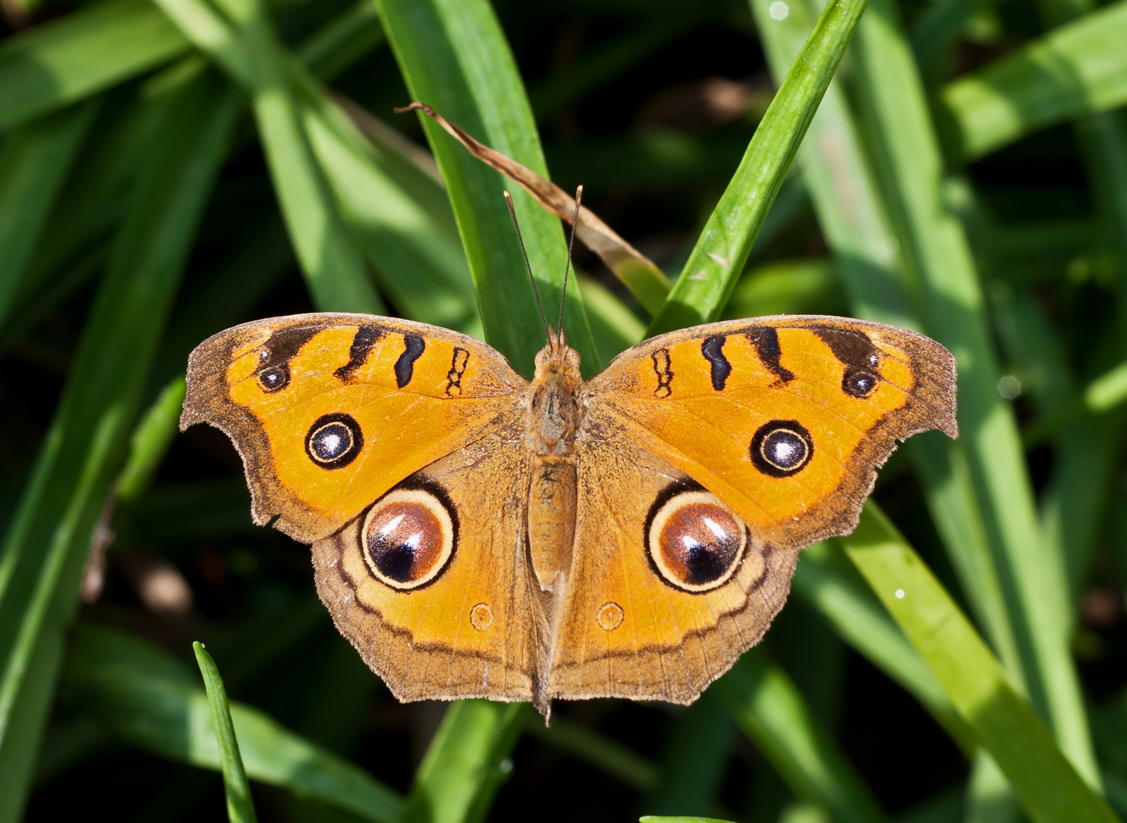 Laden Sie das Tiere, Schmetterlinge, Pfau Stiefmütterchen-Bild kostenlos auf Ihren PC-Desktop herunter