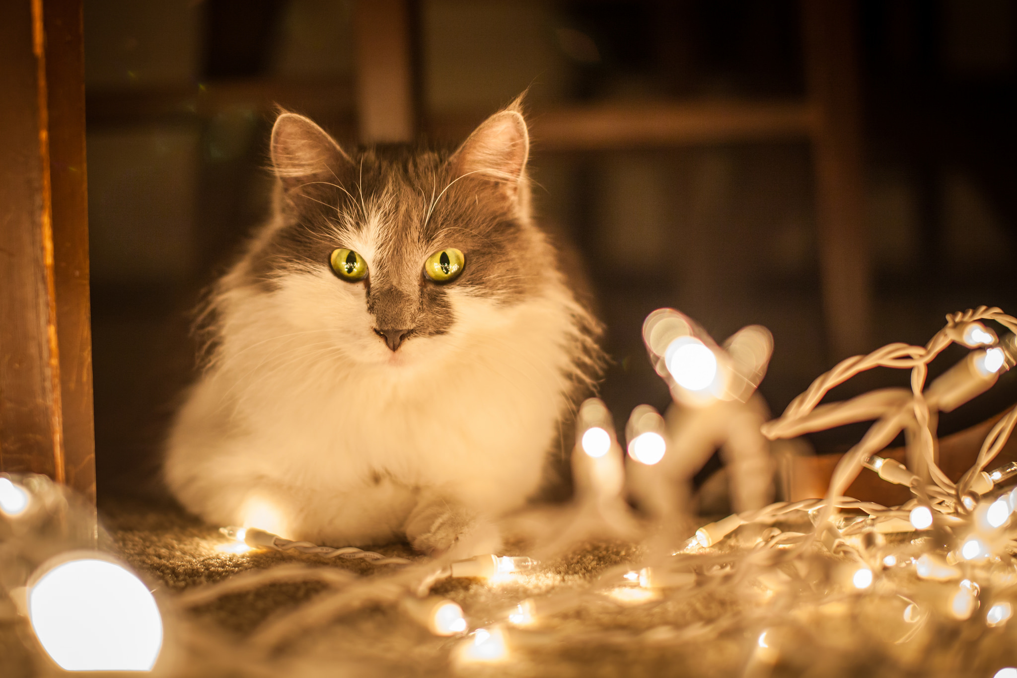 Download mobile wallpaper Cats, Light, Cat, Animal, Stare for free.