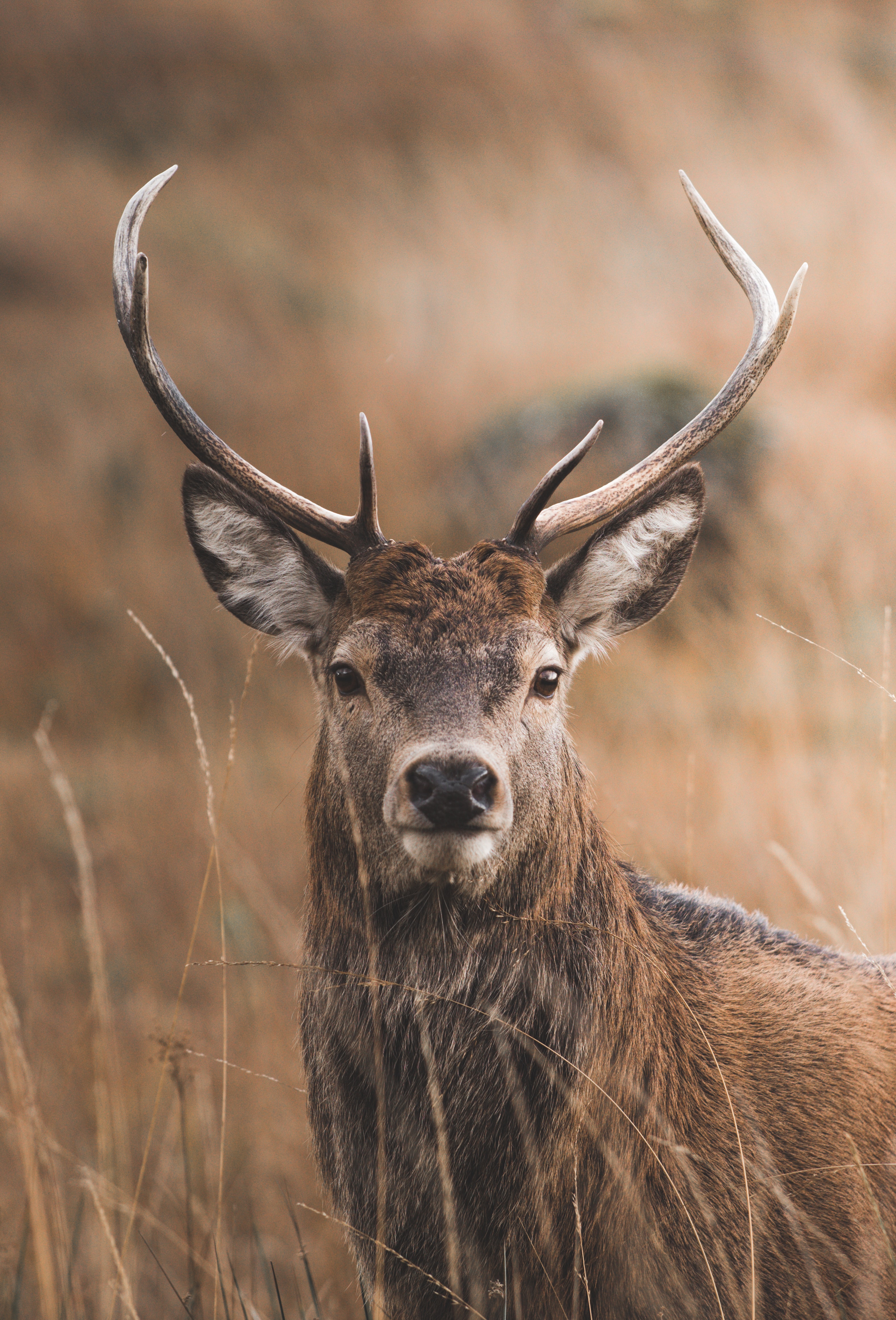 deer, animals, grass, sight, opinion, horns High Definition image