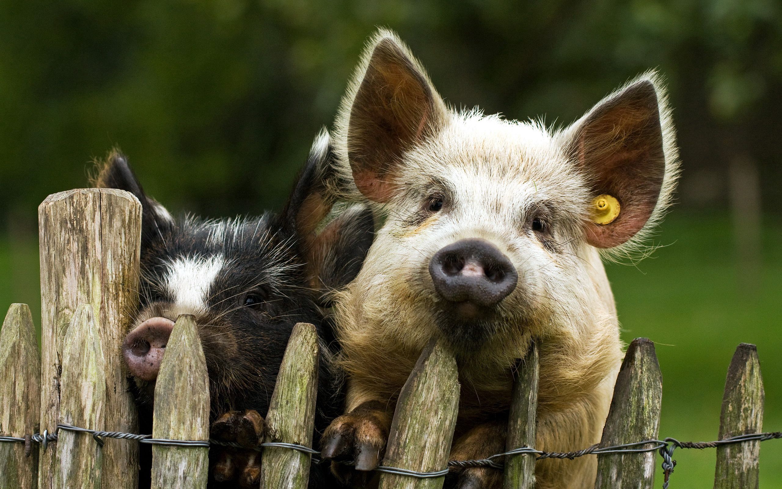 90720 скачать обои свиньи, животные, пара, забор - заставки и картинки бесплатно