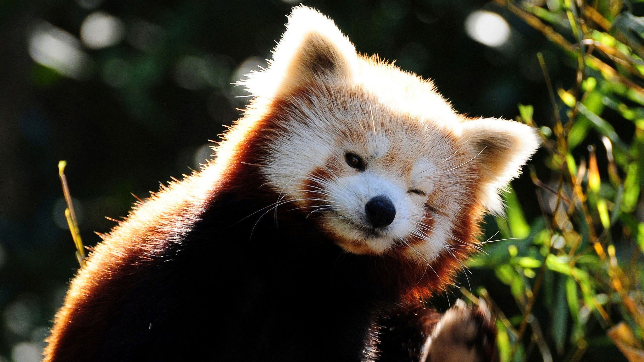 Laden Sie das Tiere, Kleiner Panda-Bild kostenlos auf Ihren PC-Desktop herunter