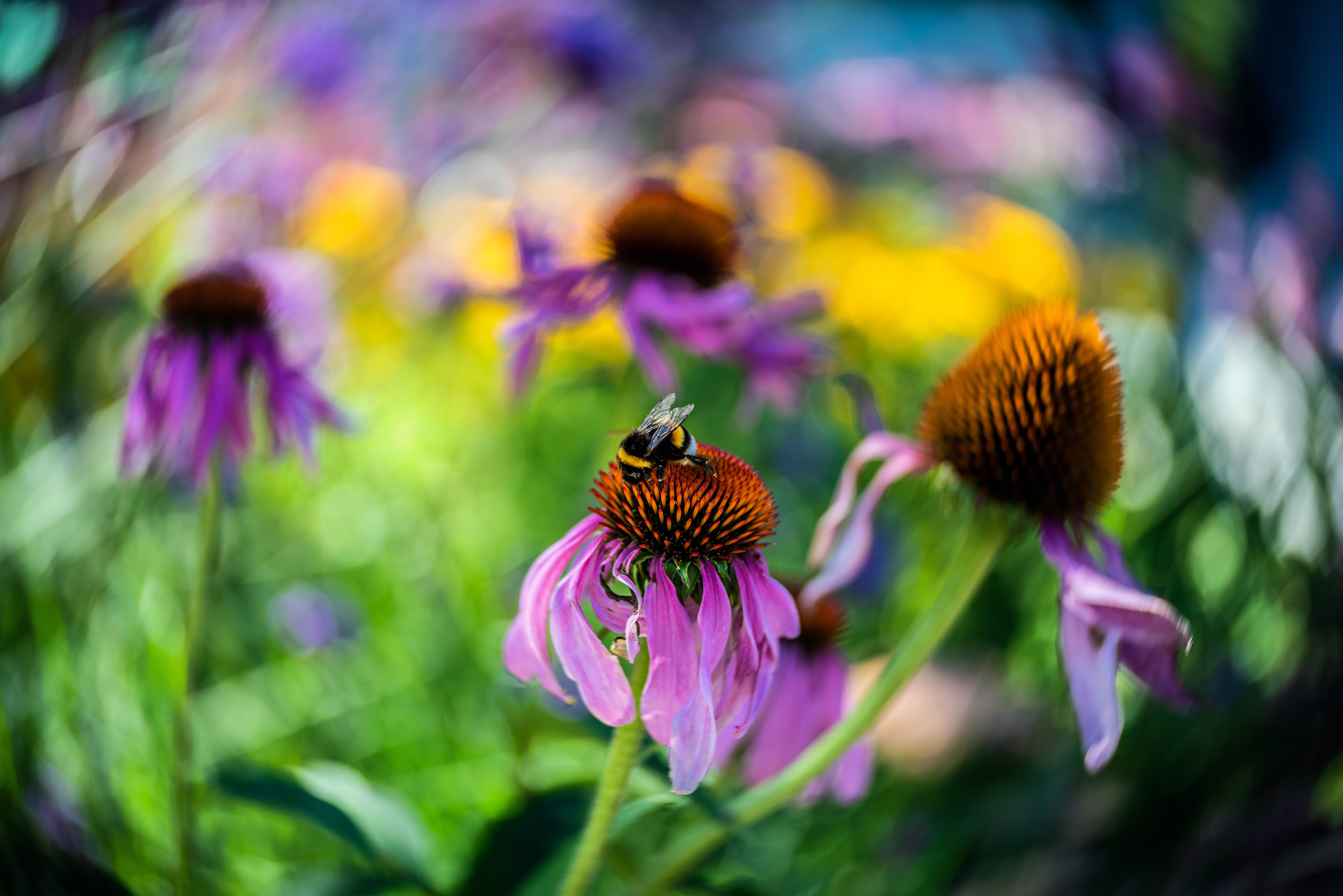 bumblebee, animal, echinacea, flower, macro
