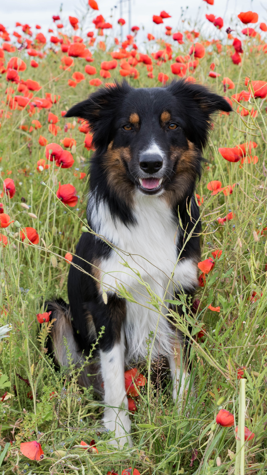 Download mobile wallpaper Dogs, Summer, Flower, Dog, Animal, Poppy, Border Collie, Red Flower for free.