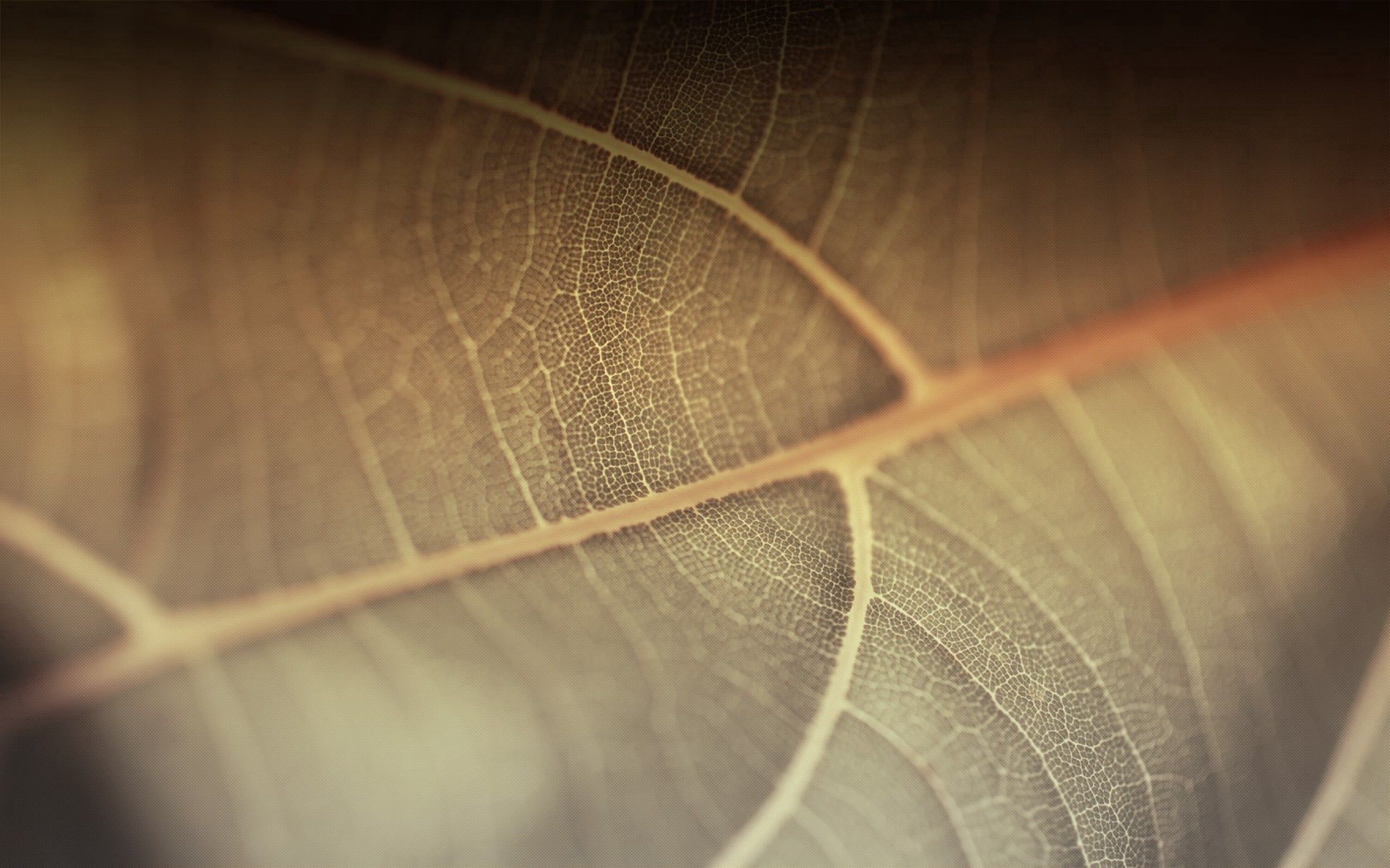 leaf, surface, plant, macro, lines, sheet HD wallpaper