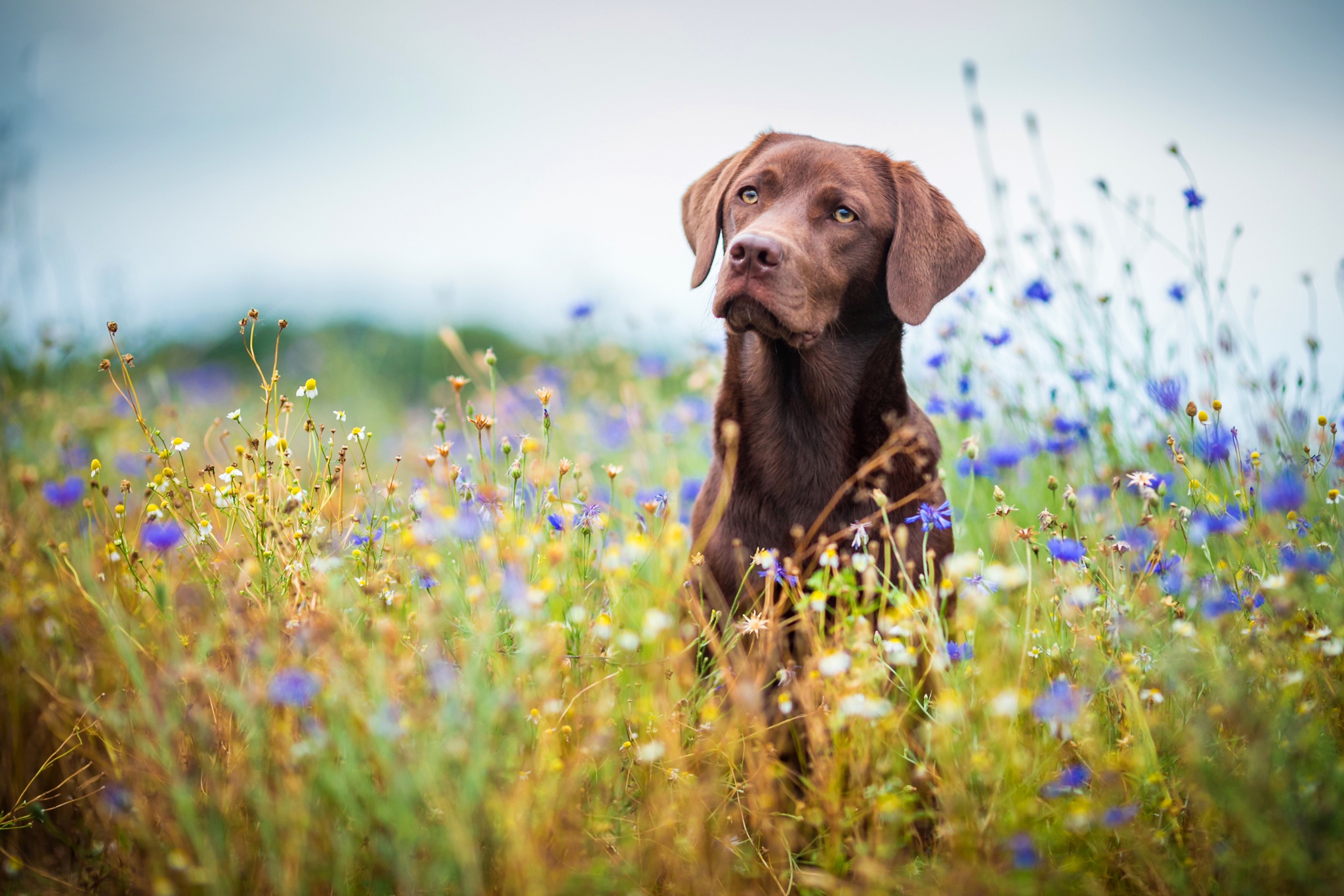 Téléchargez gratuitement l'image Animaux, Chiens, Chien, Prairie, Labrador Retriever sur le bureau de votre PC