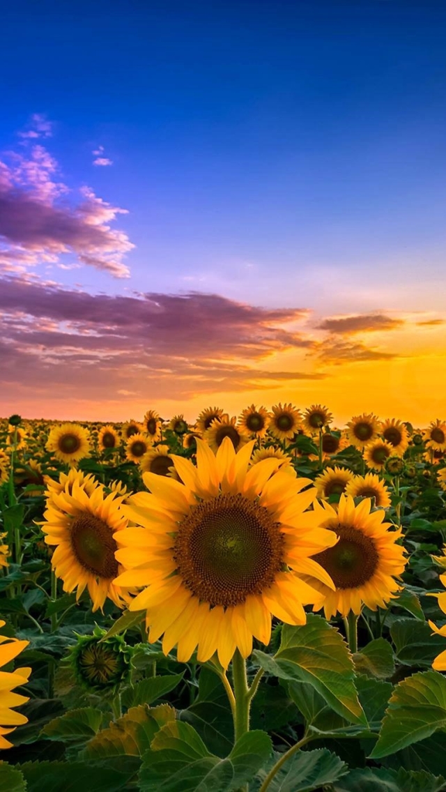 Download mobile wallpaper Nature, Flowers, Sky, Summer, Sunrise, Earth, Field, Sunflower, Yellow Flower for free.
