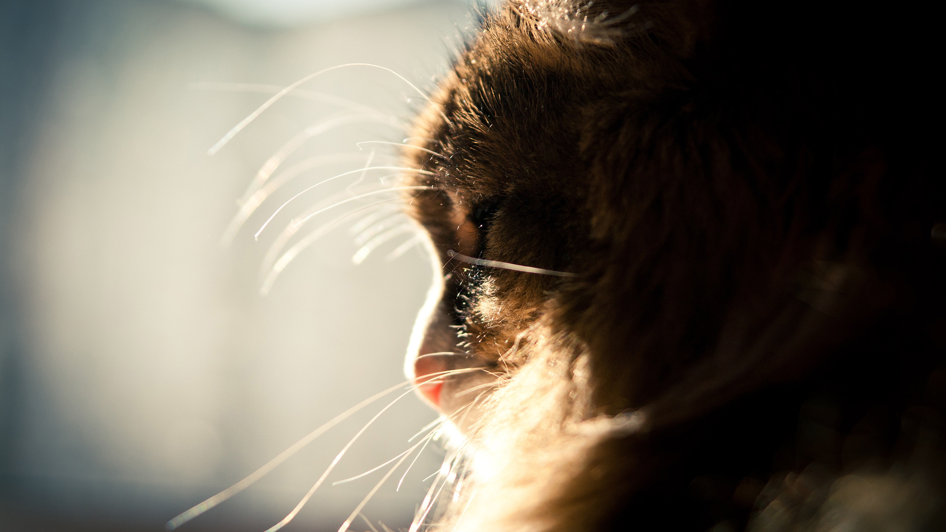 Baixar papel de parede para celular de Animais, Gato gratuito.