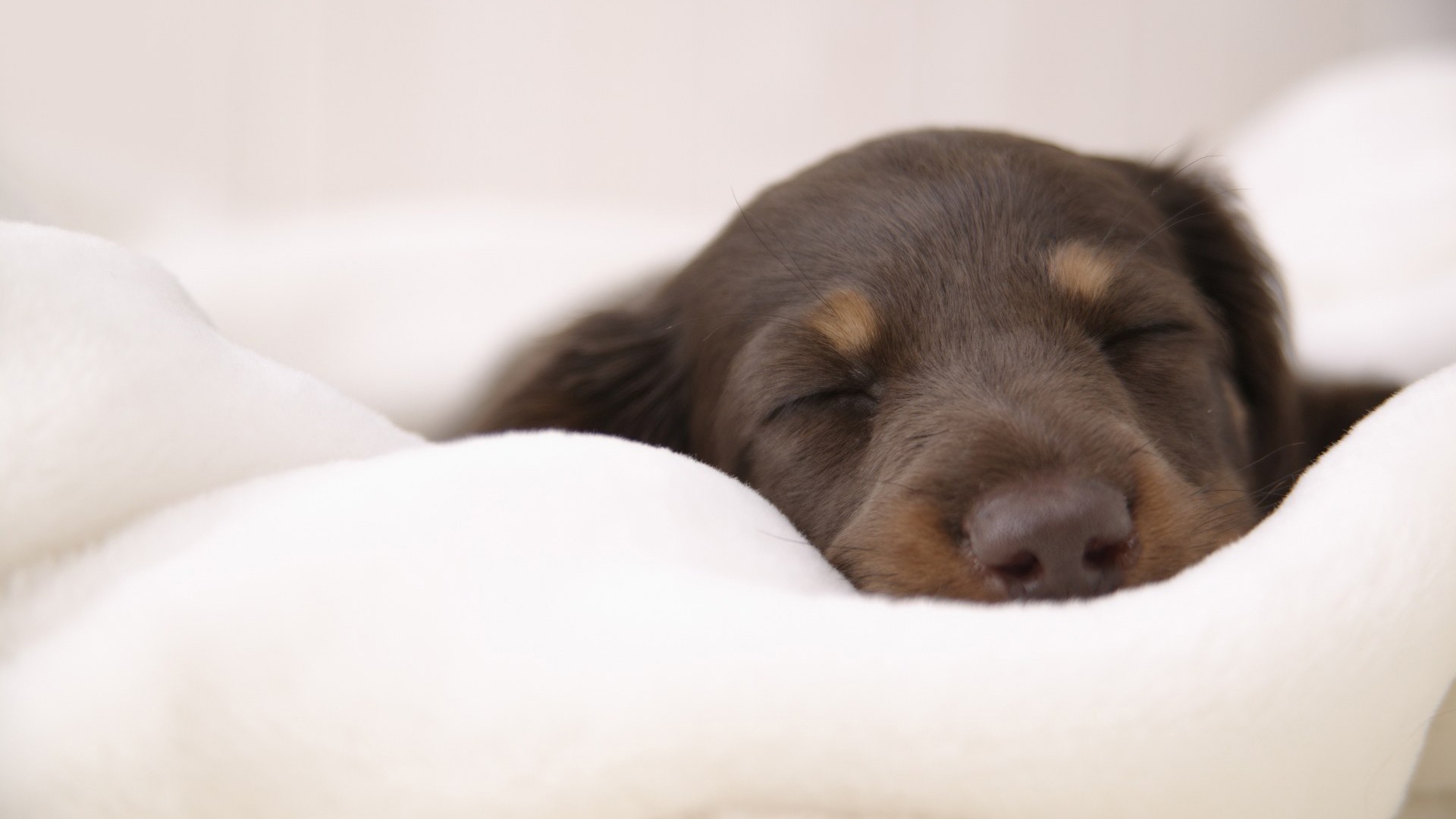 Baixe gratuitamente a imagem Animais, Cão na área de trabalho do seu PC