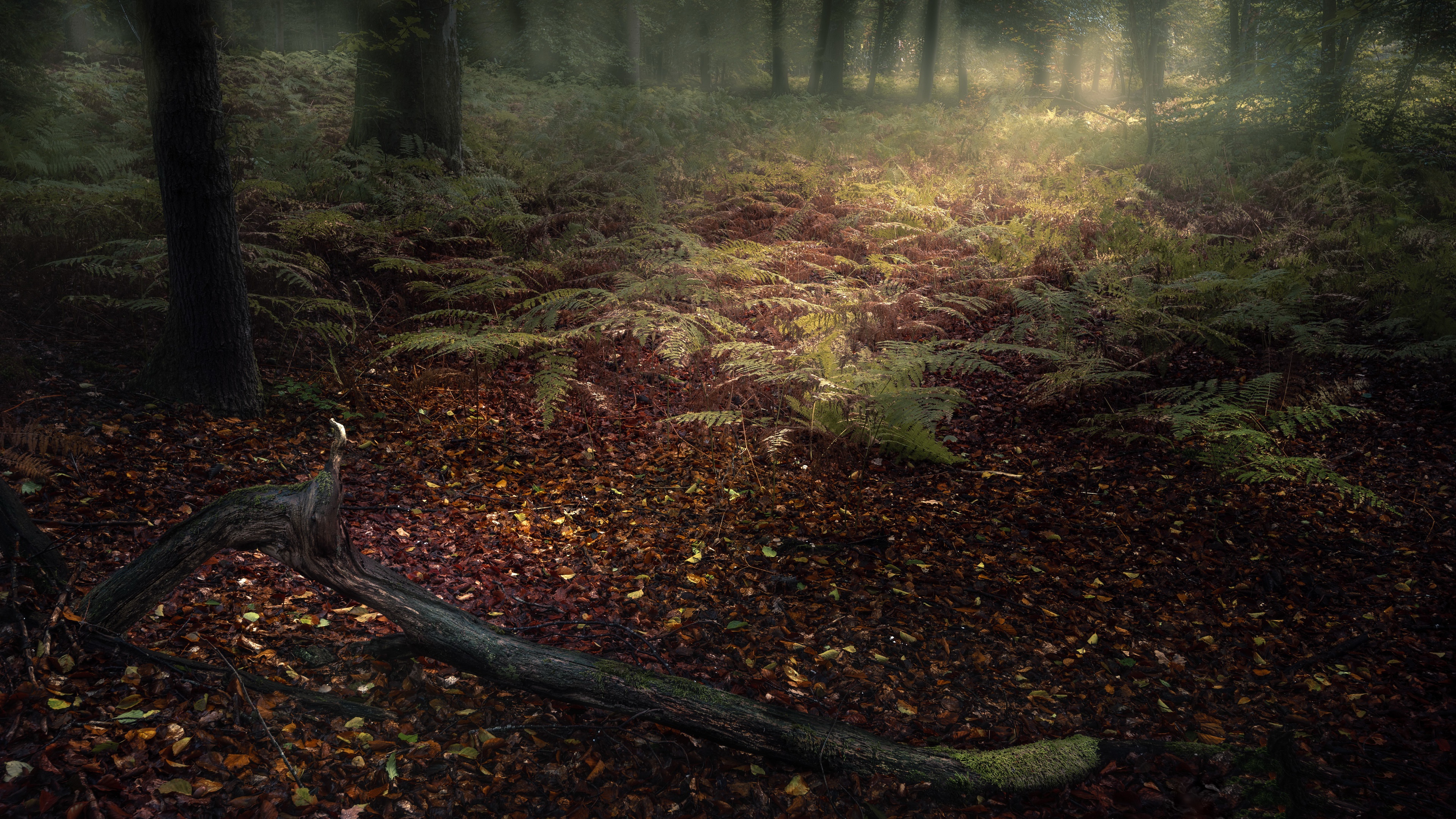 Скачать обои бесплатно Осень, Папоротник, Лес, Туман, Земля/природа картинка на рабочий стол ПК