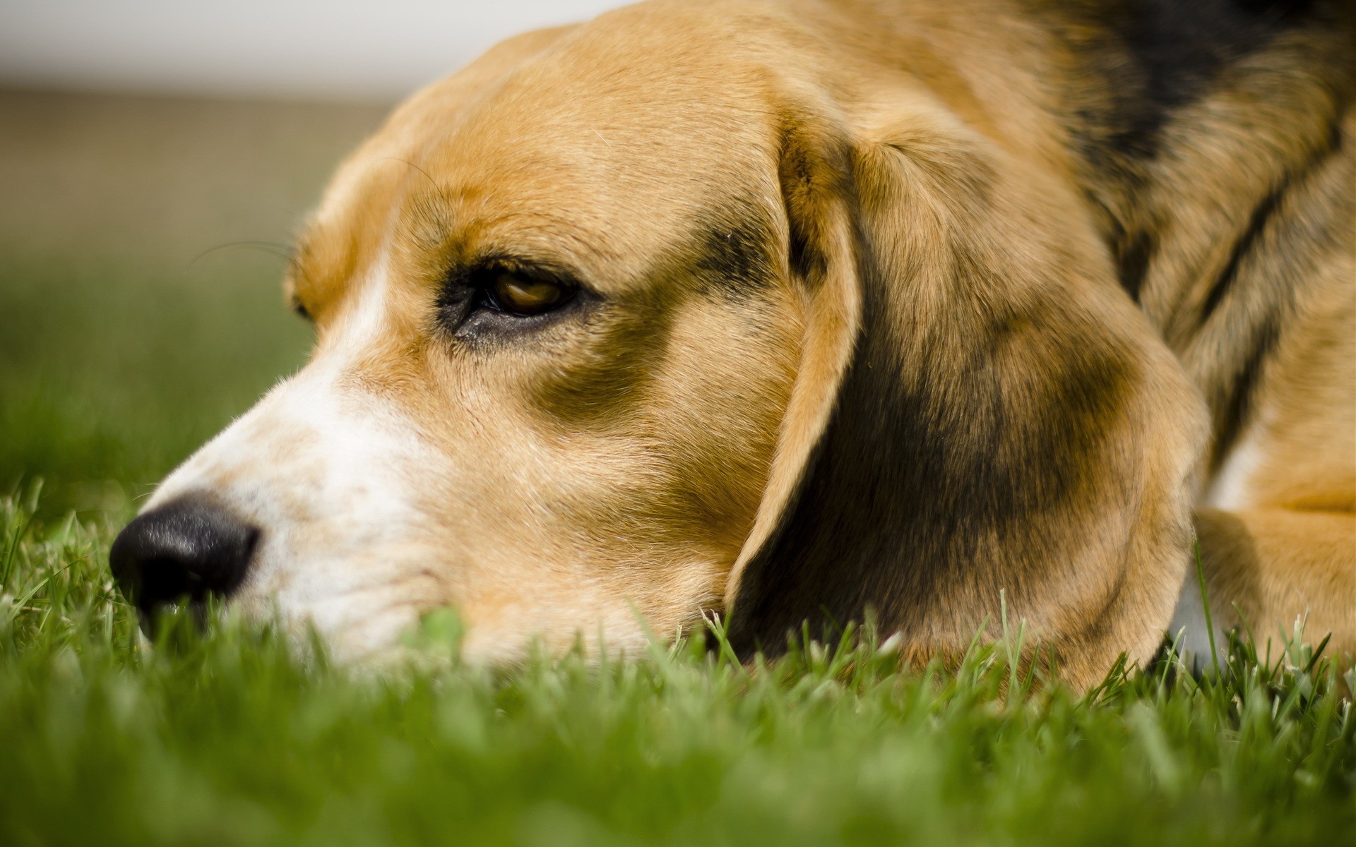 Baixe gratuitamente a imagem Animais, Cães, Cão na área de trabalho do seu PC