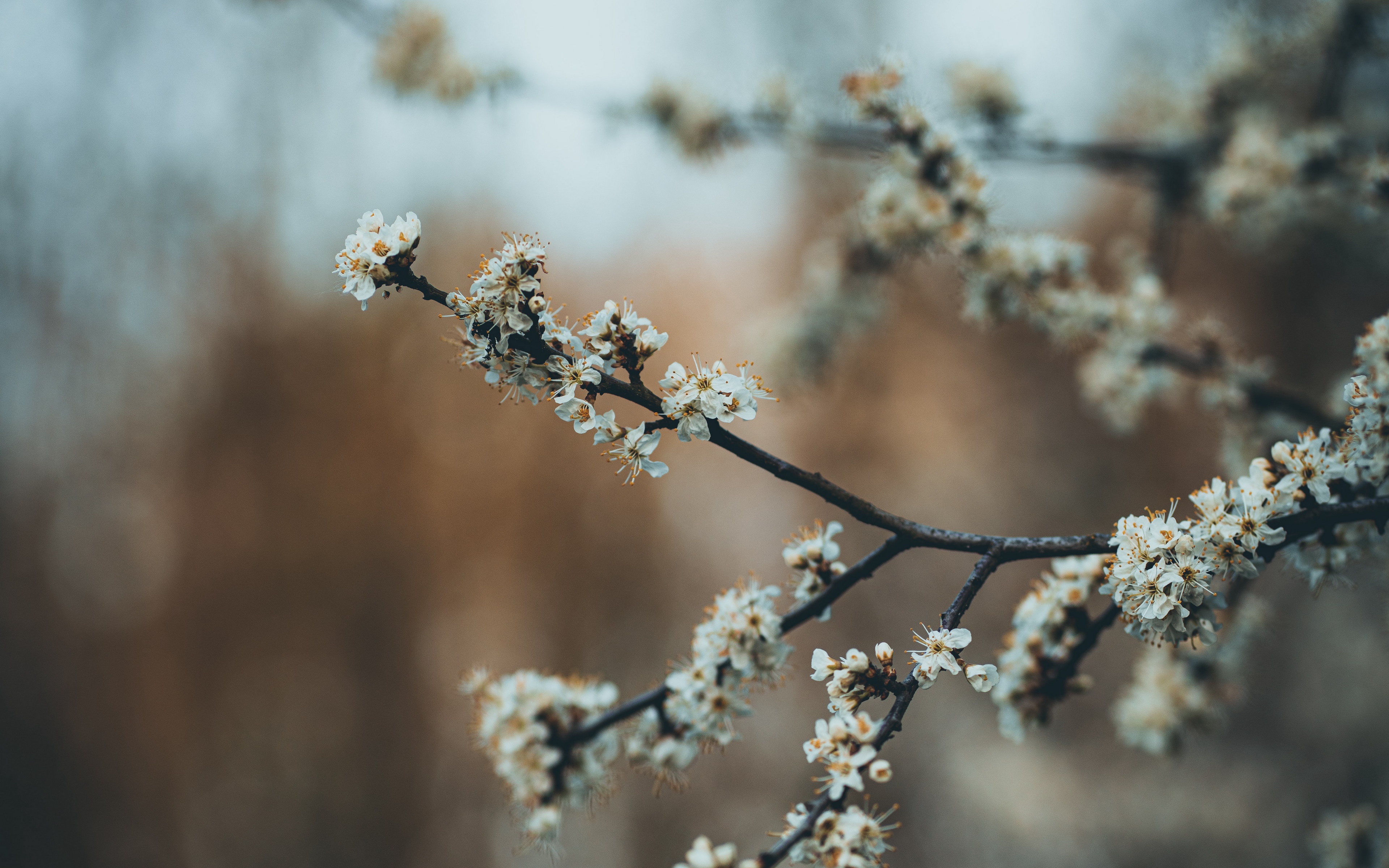 Descarga gratuita de fondo de pantalla para móvil de Flores, Flor, De Cerca, Florecer, Rama, Primavera, Tierra/naturaleza.