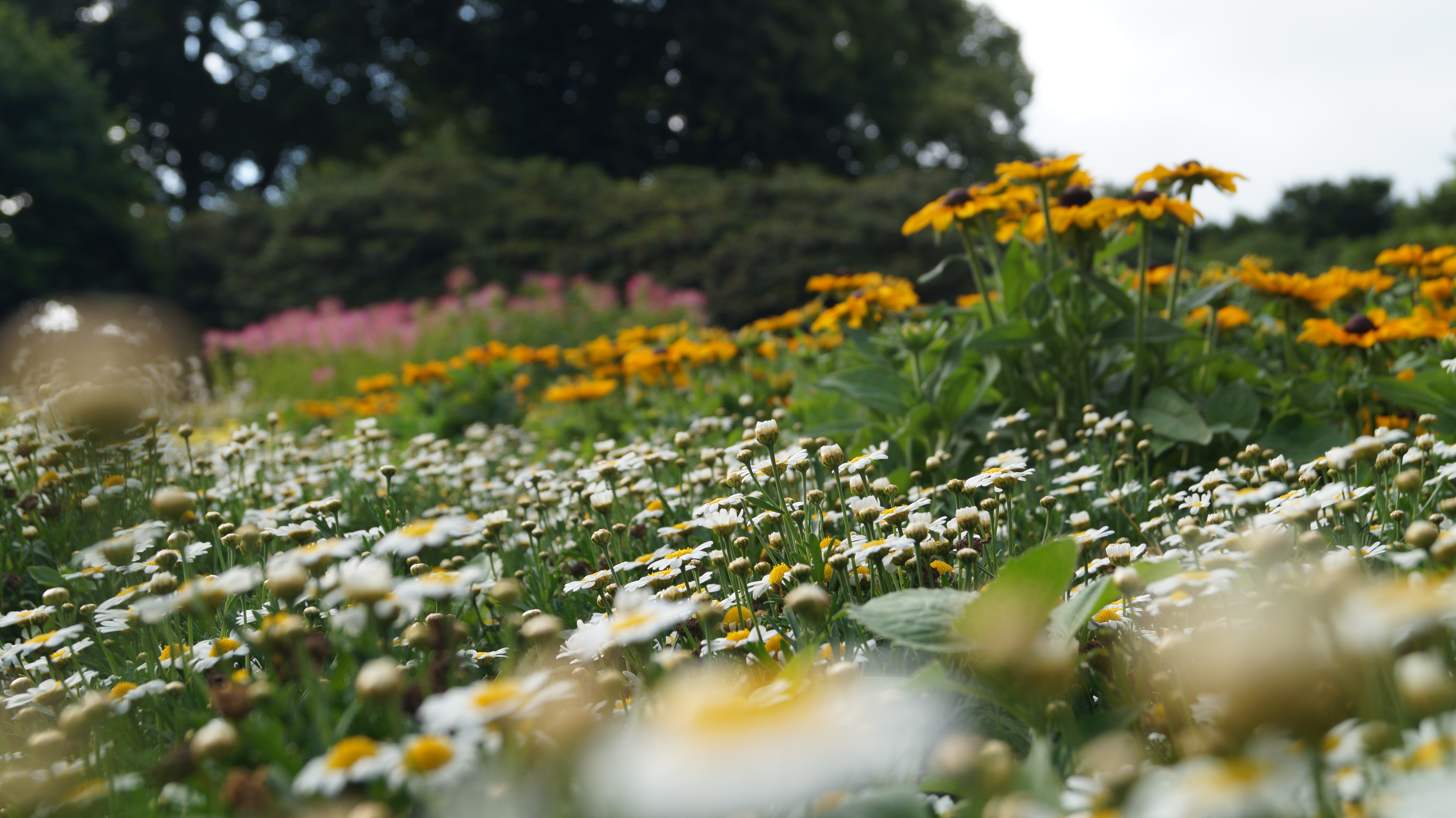 Laden Sie das Blumen, Sommer, Blume, Bunt, Erde/natur-Bild kostenlos auf Ihren PC-Desktop herunter