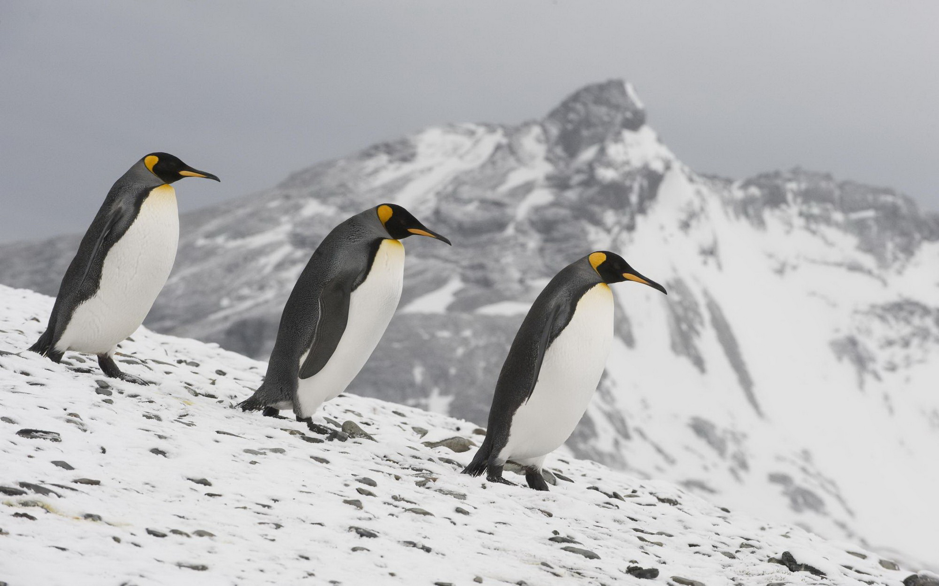 Descarga gratuita de fondo de pantalla para móvil de Pingüino Emperador, Aves, Animales.