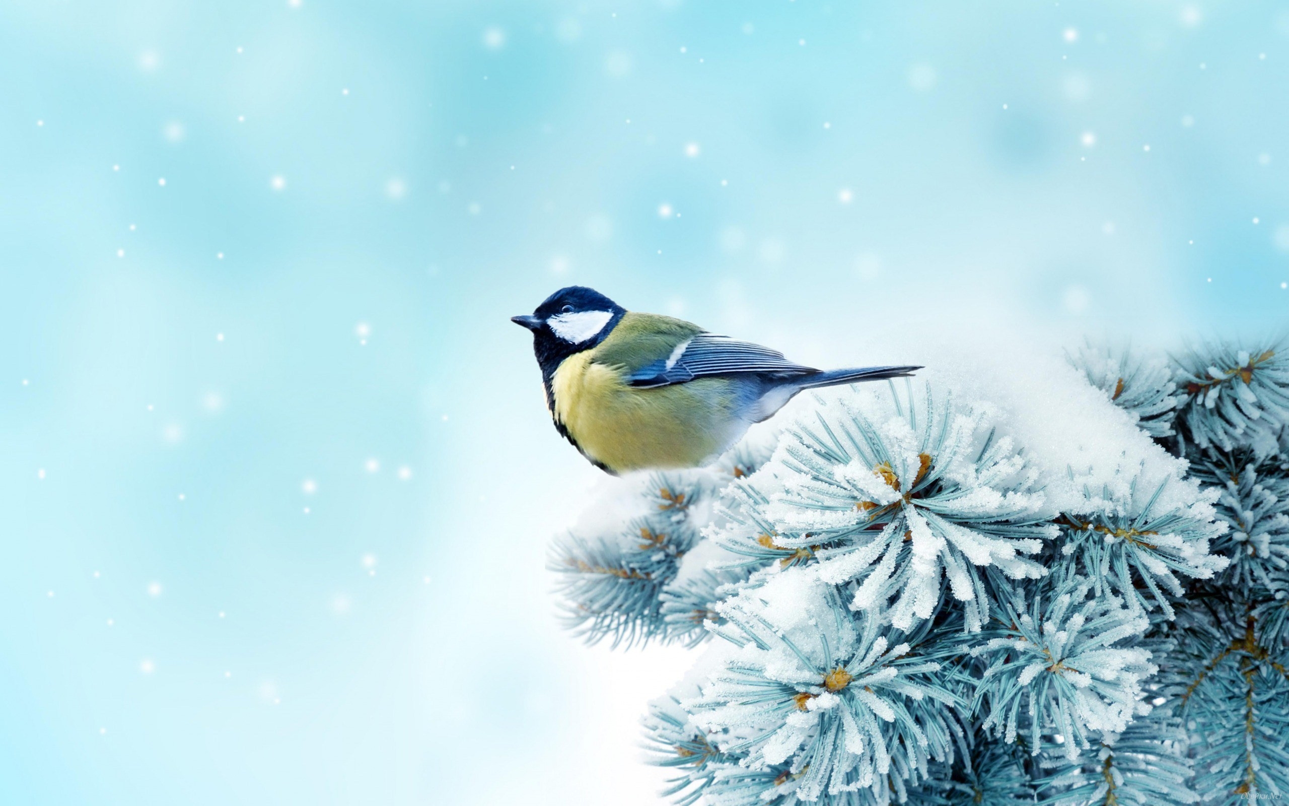 Free download wallpaper Bird, Birds, Animal on your PC desktop