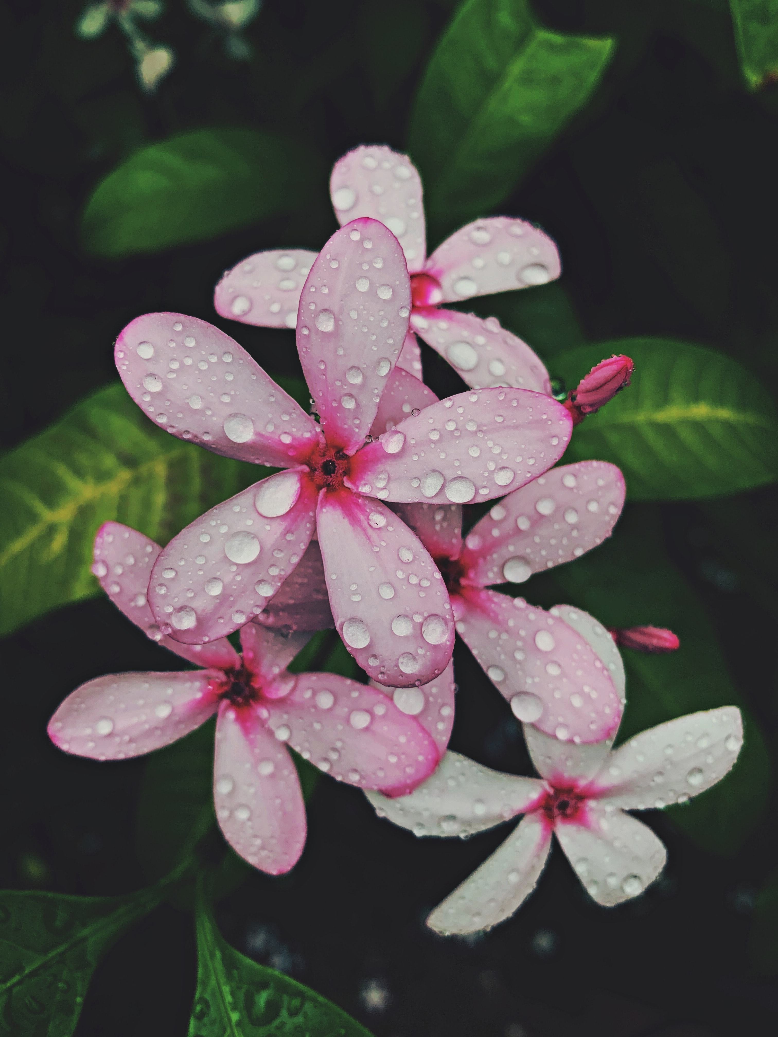 Download mobile wallpaper Leaves, Flowering, Flowers, Bloom, Tropical, Flower, Pink for free.