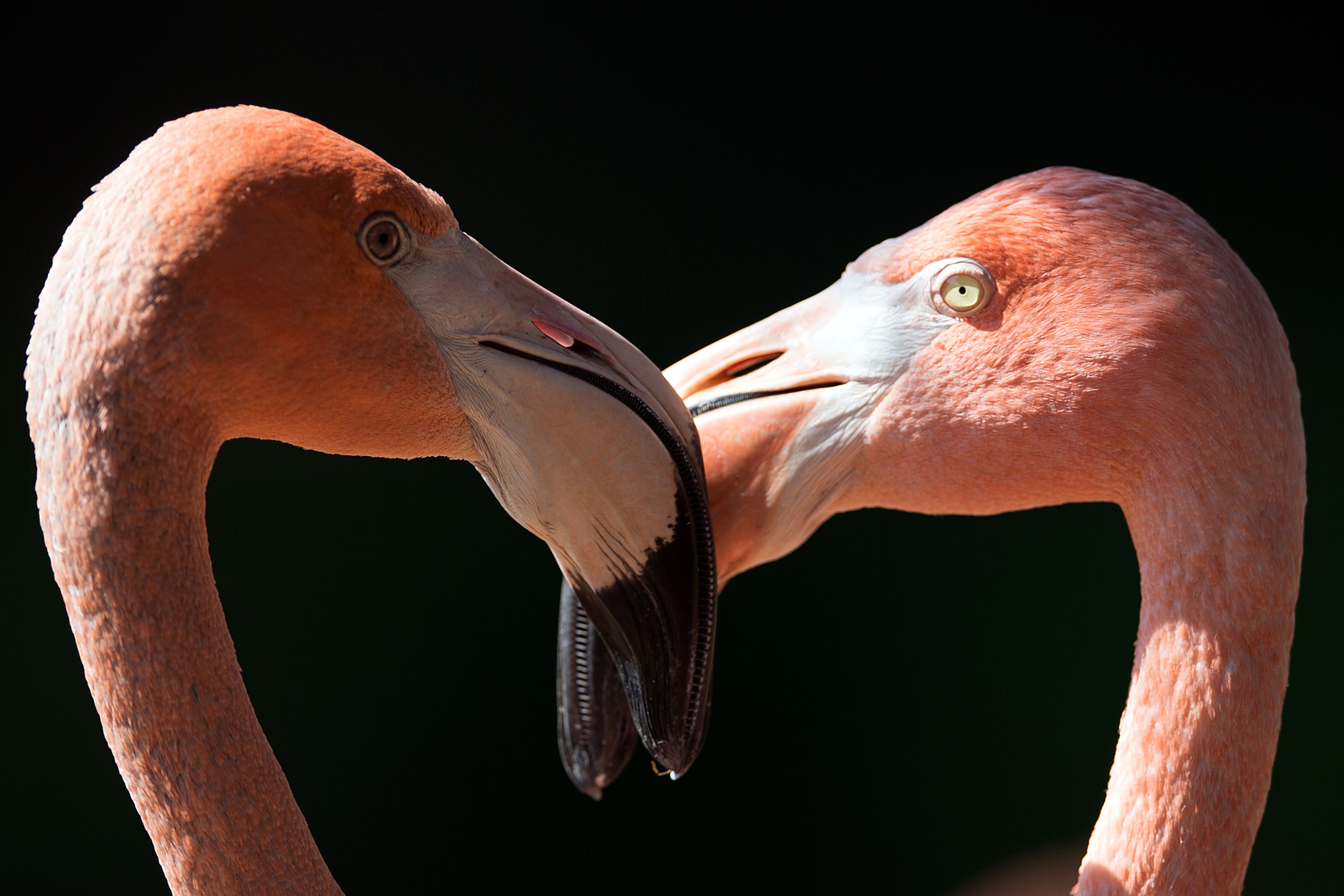 Download mobile wallpaper Birds, Flamingo, Animal for free.