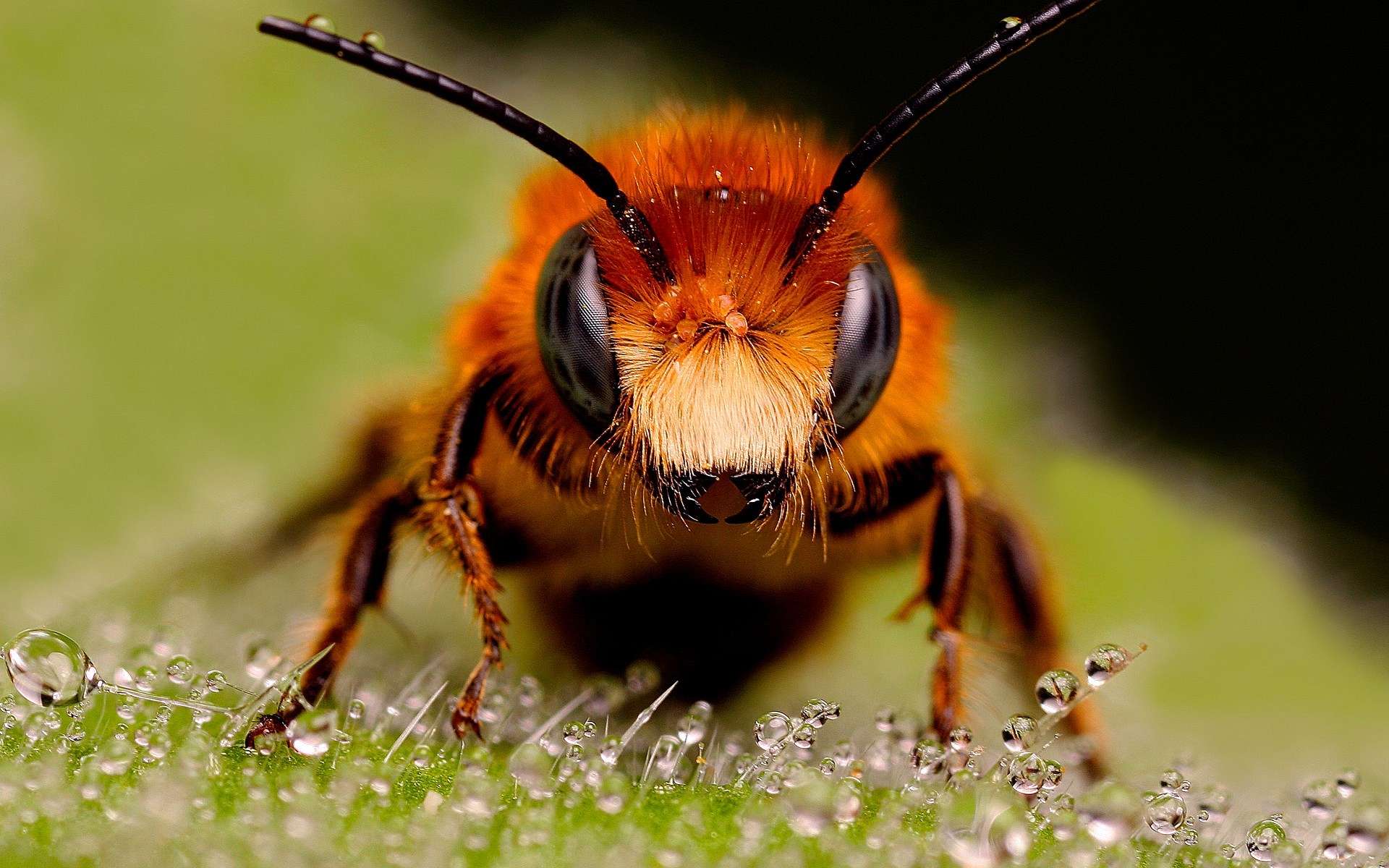 Free download wallpaper Bee, Animal on your PC desktop