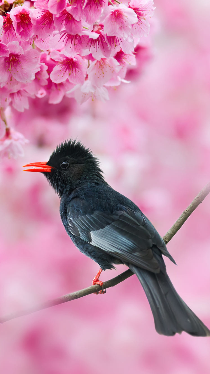 Download mobile wallpaper Birds, Bird, Animal, Pink Flower, Passerine, Bulbul for free.