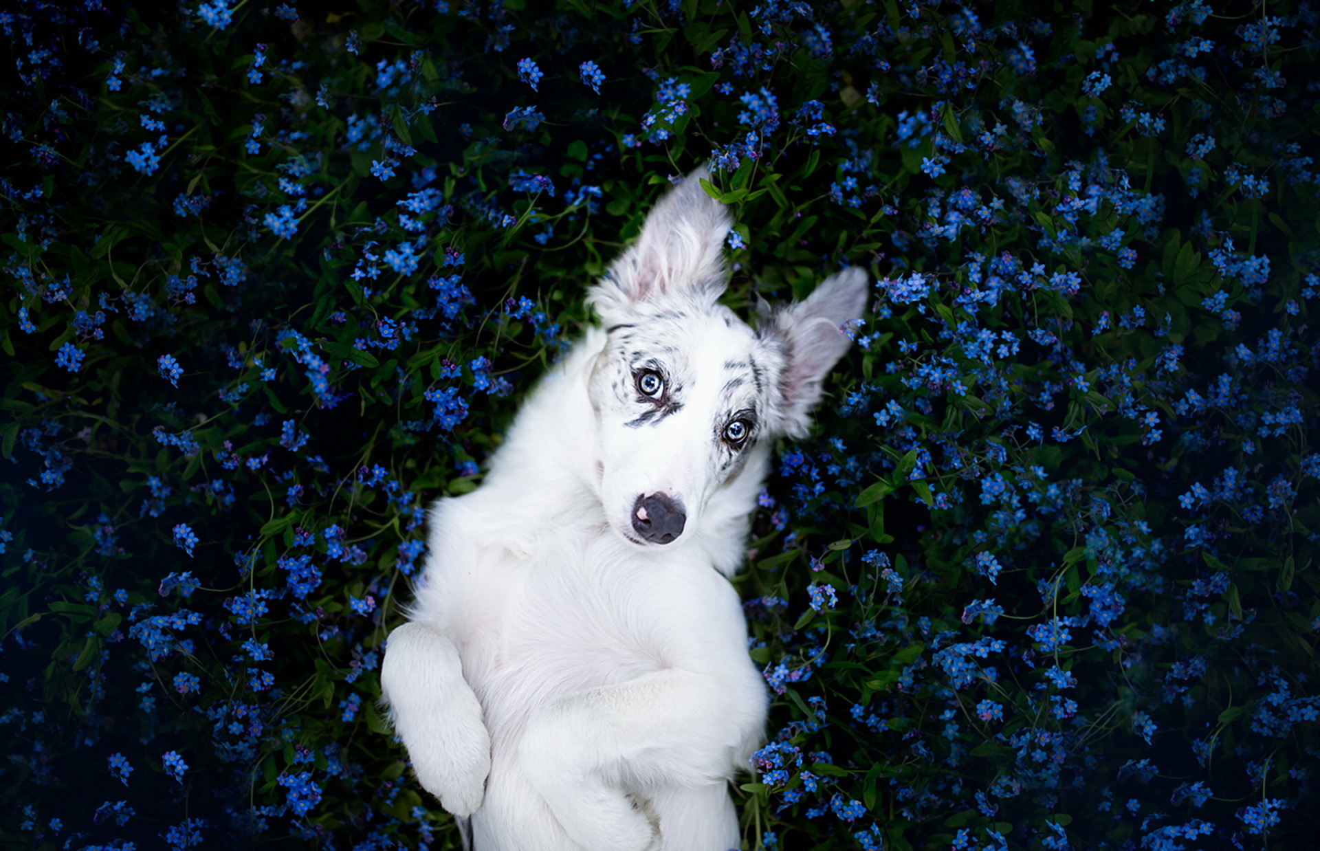 Free download wallpaper Dogs, Flower, Dog, Animal, Border Collie, Stare, Blue Flower on your PC desktop