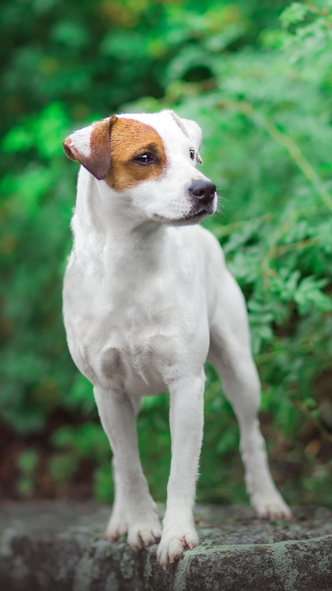 Handy-Wallpaper Tiere, Hunde, Hund, Jack Russell Terrier kostenlos herunterladen.