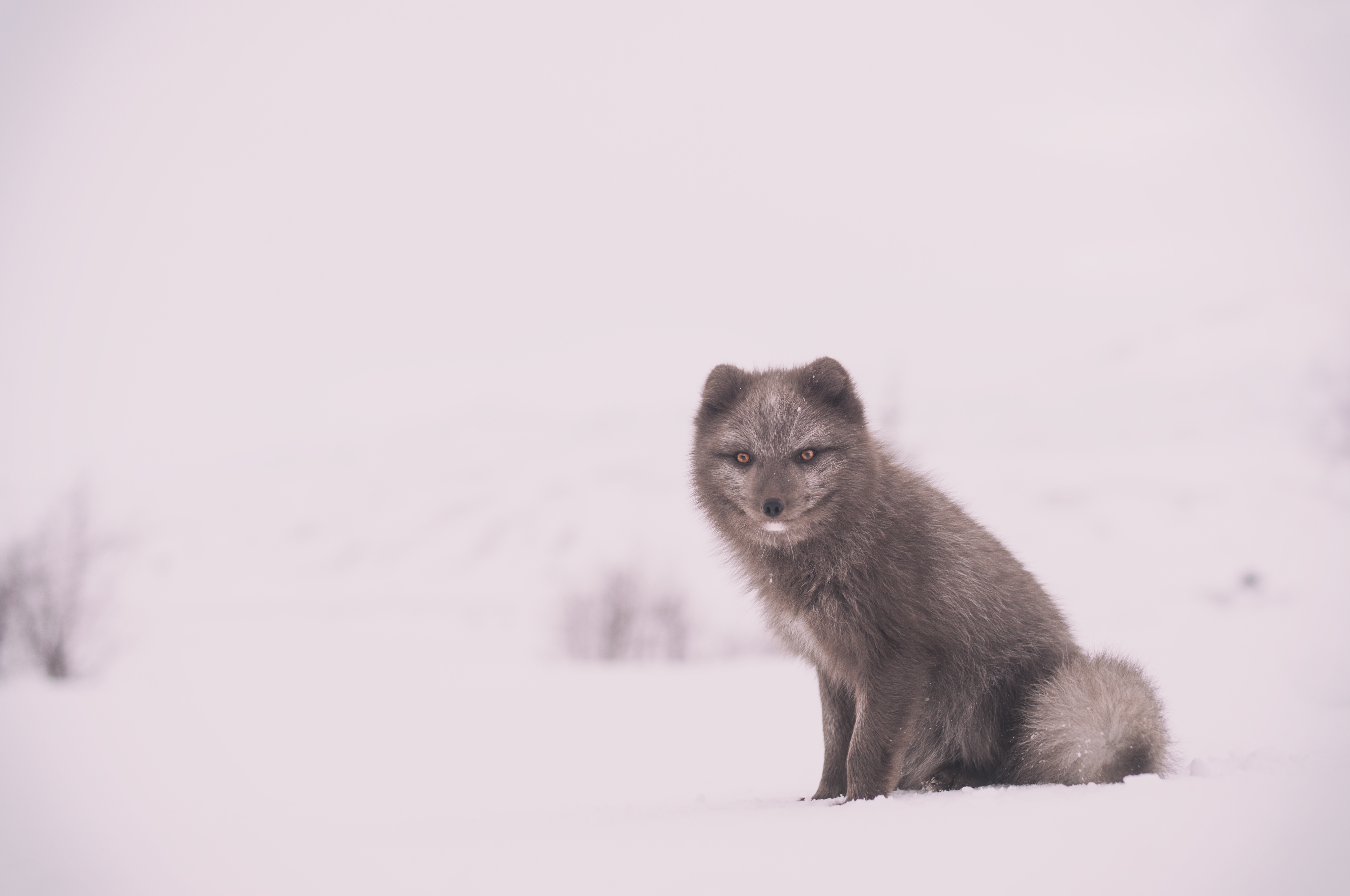 85642 baixar imagens animais, neve, está sentado, senta, raposa ártica, raposa ártico, raposa polar - papéis de parede e protetores de tela gratuitamente