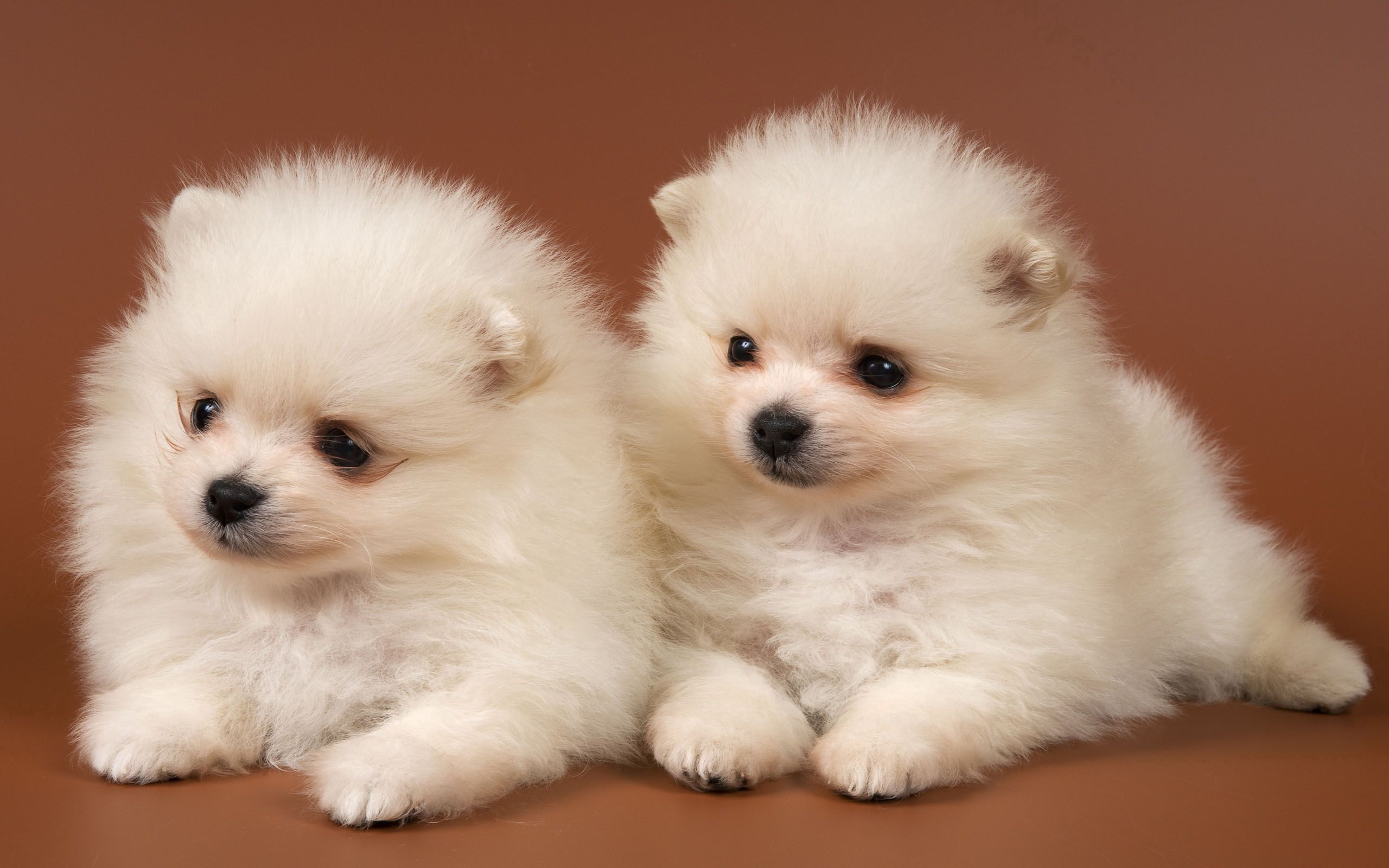 puppies, pair, animals, couple, toddlers, kids
