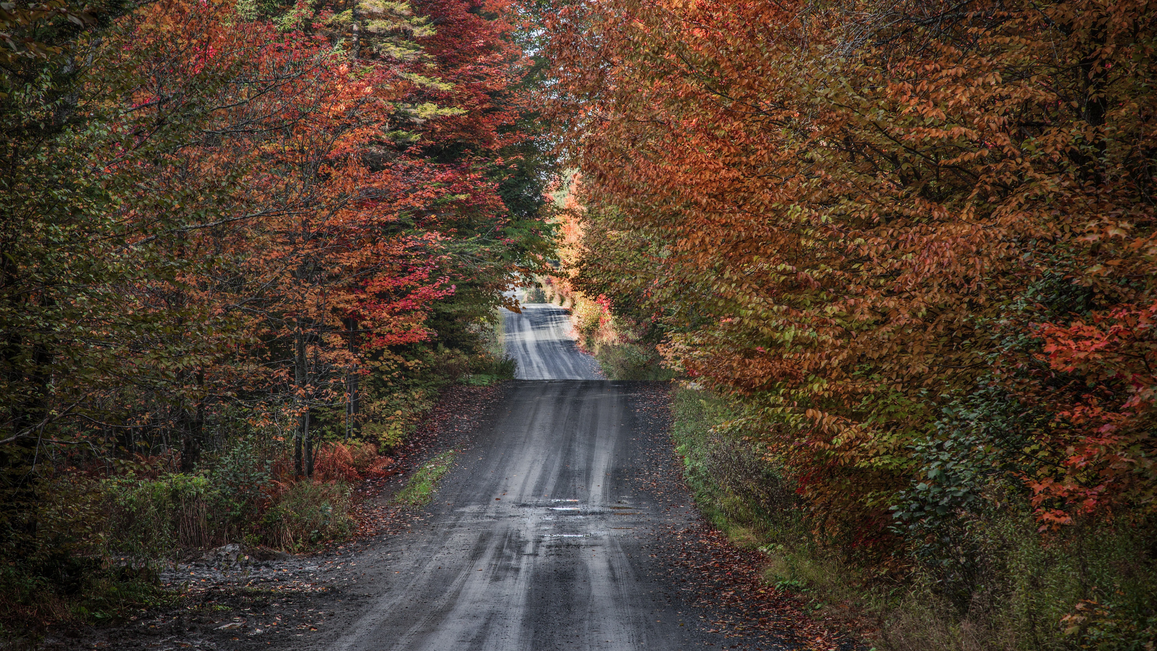 Laden Sie das Herbst, Straße, Wald, Menschengemacht-Bild kostenlos auf Ihren PC-Desktop herunter