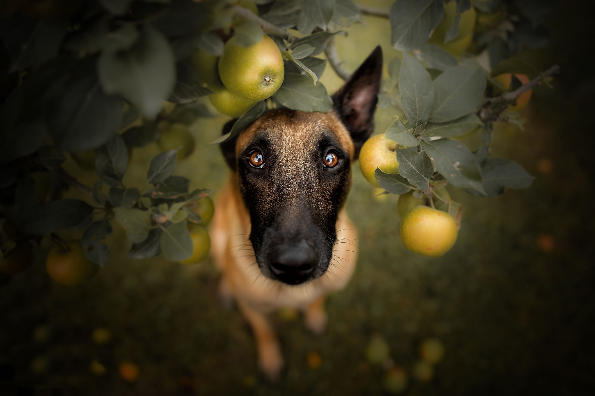 Download mobile wallpaper Dogs, Dog, Animal, Stare, Belgian Malinois for free.