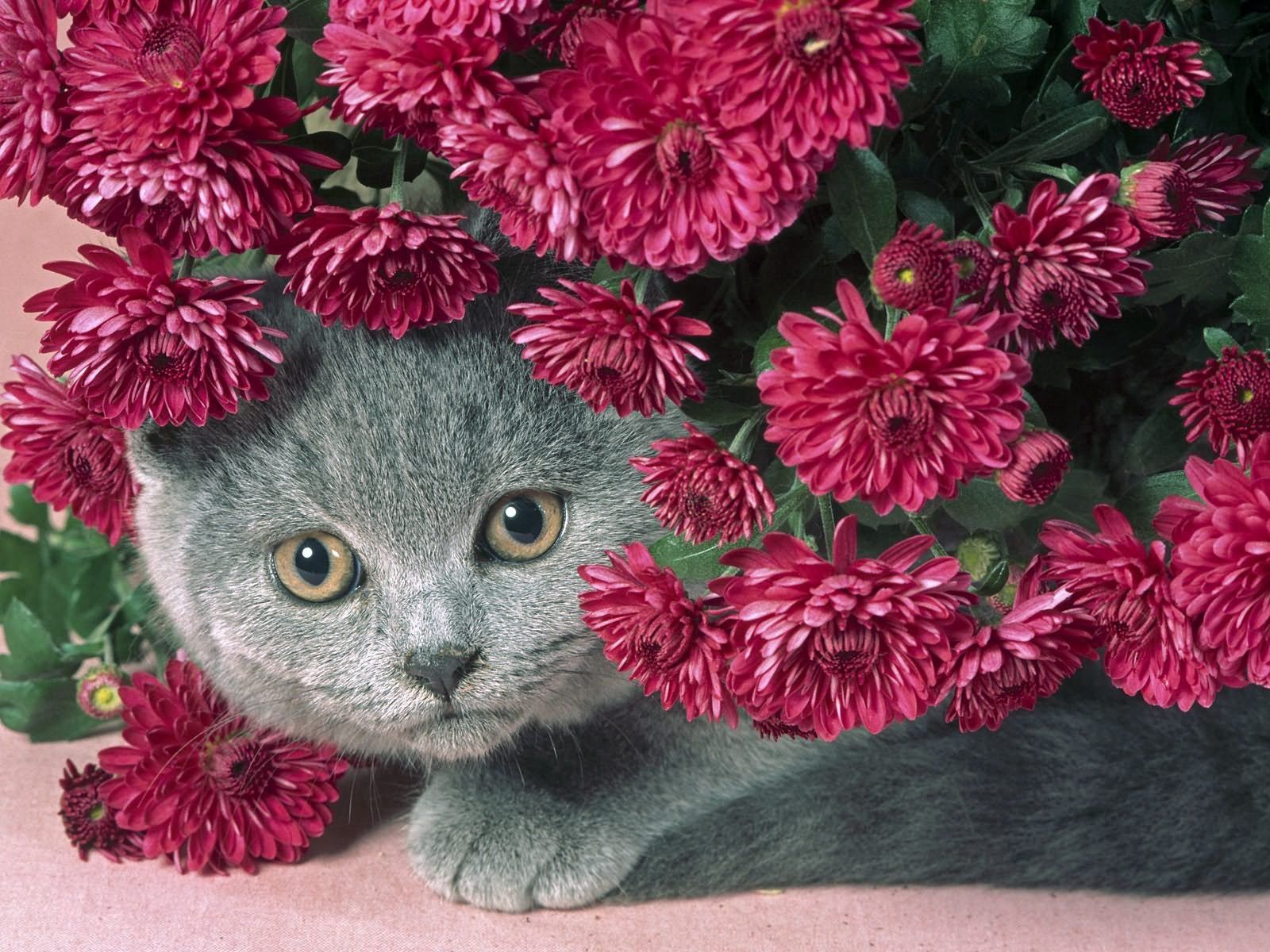 Free download wallpaper Muzzle, Sight, Opinion, Animals, Flowers, Cat on your PC desktop