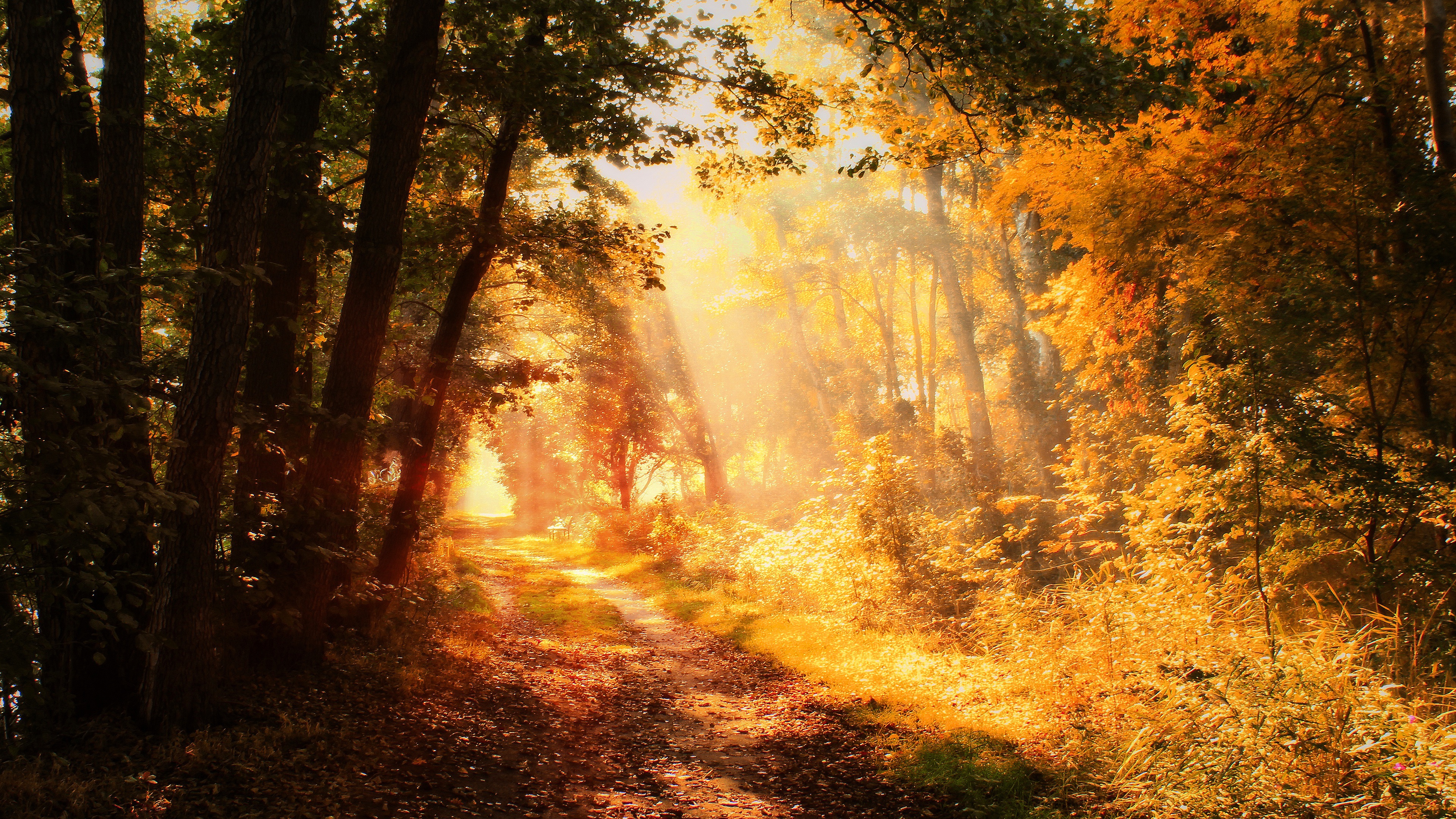 Скачать картинку Природа, Осень, Дорожка, Солнечный Луч, Земля/природа в телефон бесплатно.