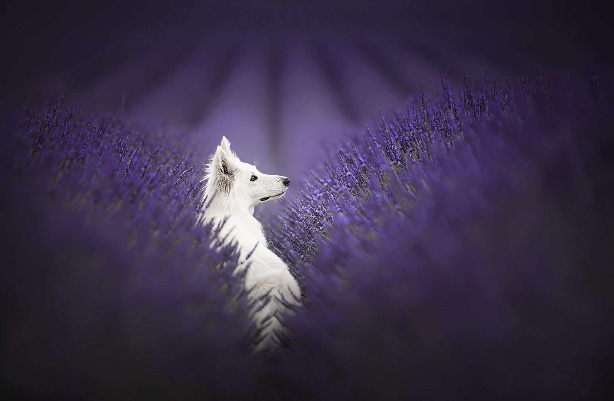 Baixe gratuitamente a imagem Animais, Cães, Cão, Lavanda, Pastor Alemão na área de trabalho do seu PC