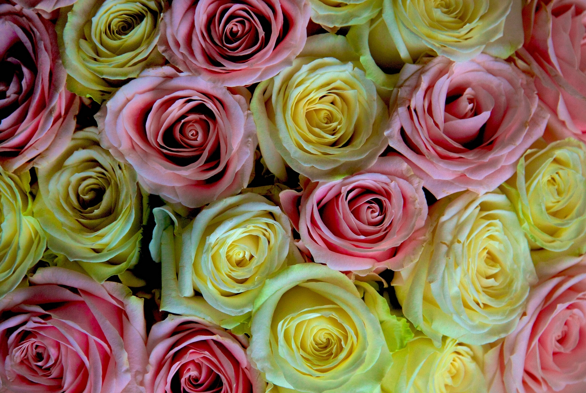 Free download wallpaper Flowers, Flower, Macro, Rose, Earth on your PC desktop