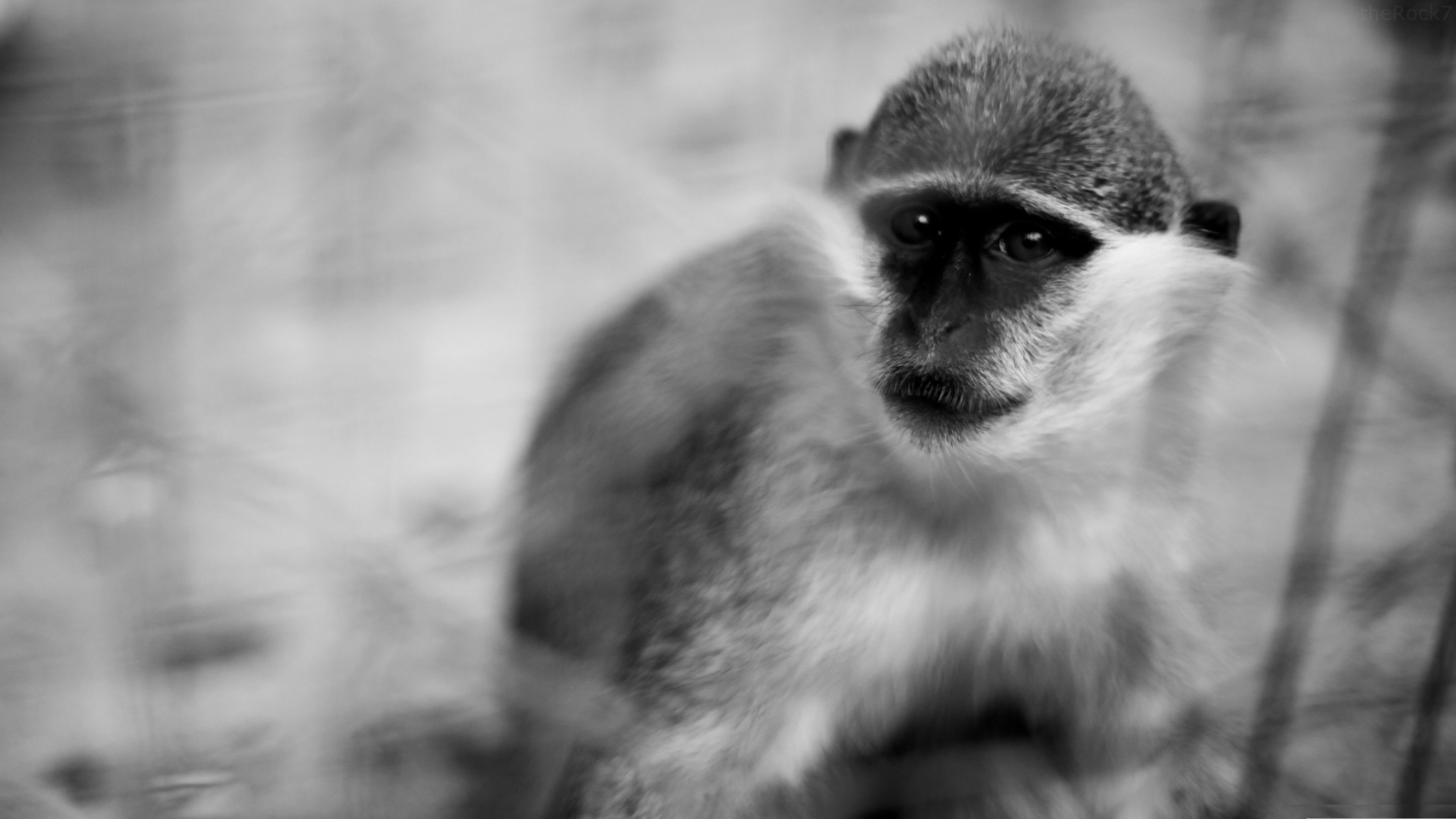 Free download wallpaper Monkeys, Monkey, Animal on your PC desktop