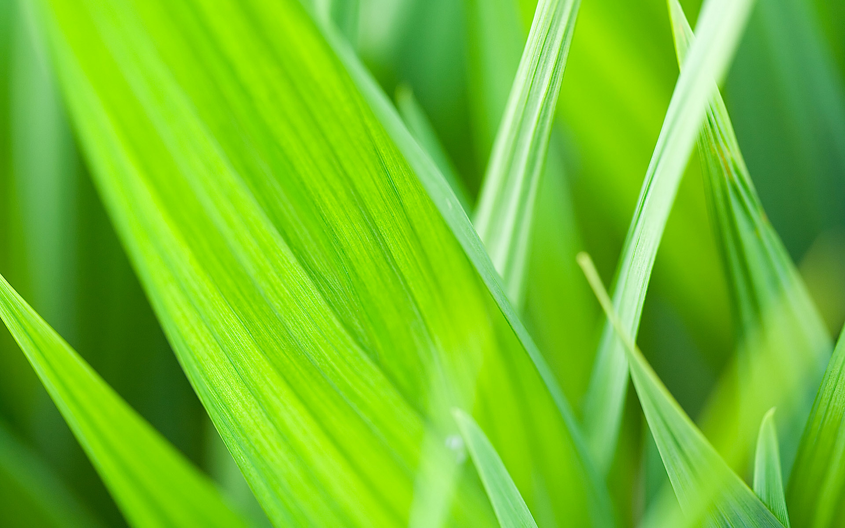Free download wallpaper Grass, Close Up, Earth on your PC desktop
