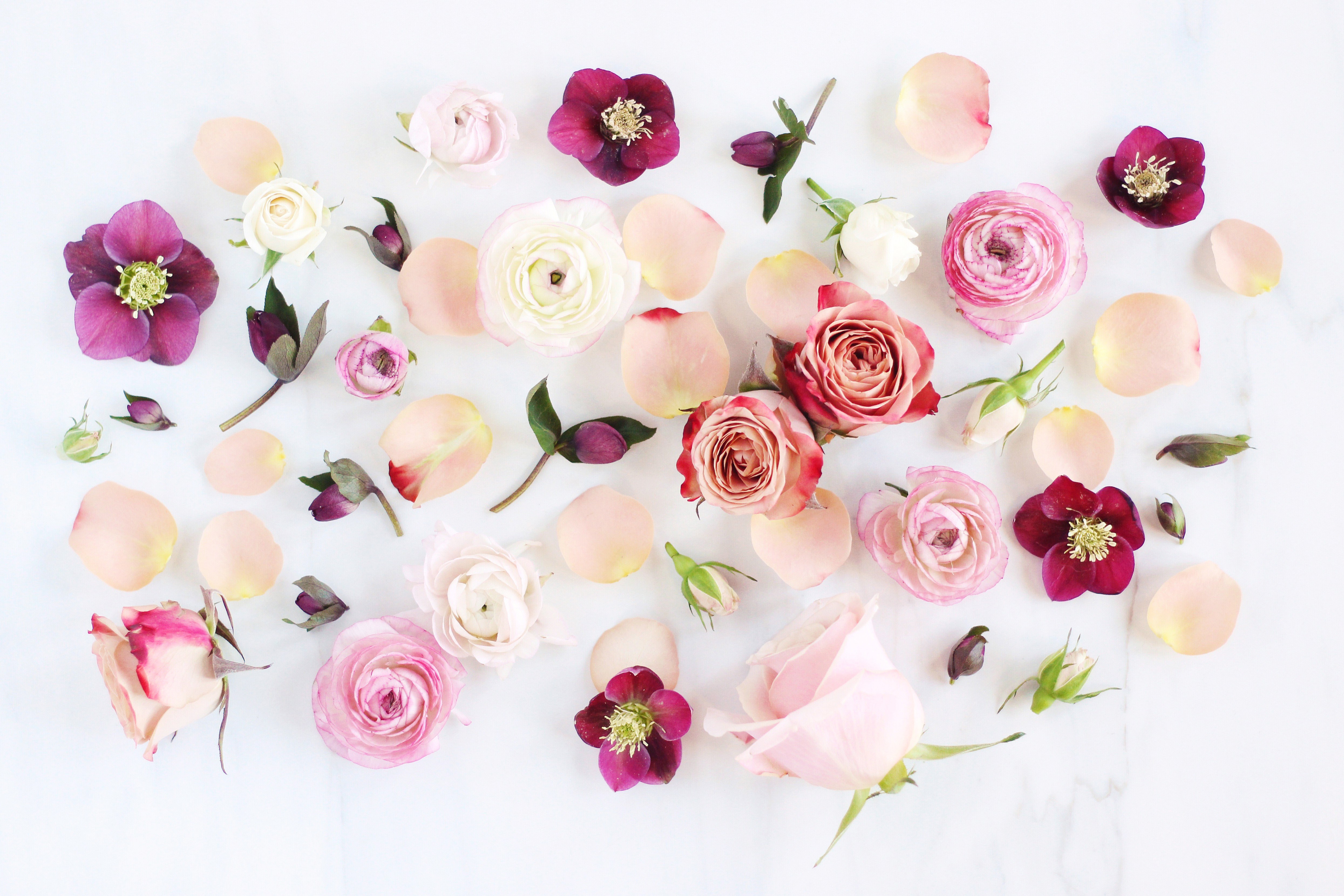 408583 descargar fondo de pantalla artístico, flor, anémona, peonia, flor rosa, rosa, flor blanca, flores: protectores de pantalla e imágenes gratis
