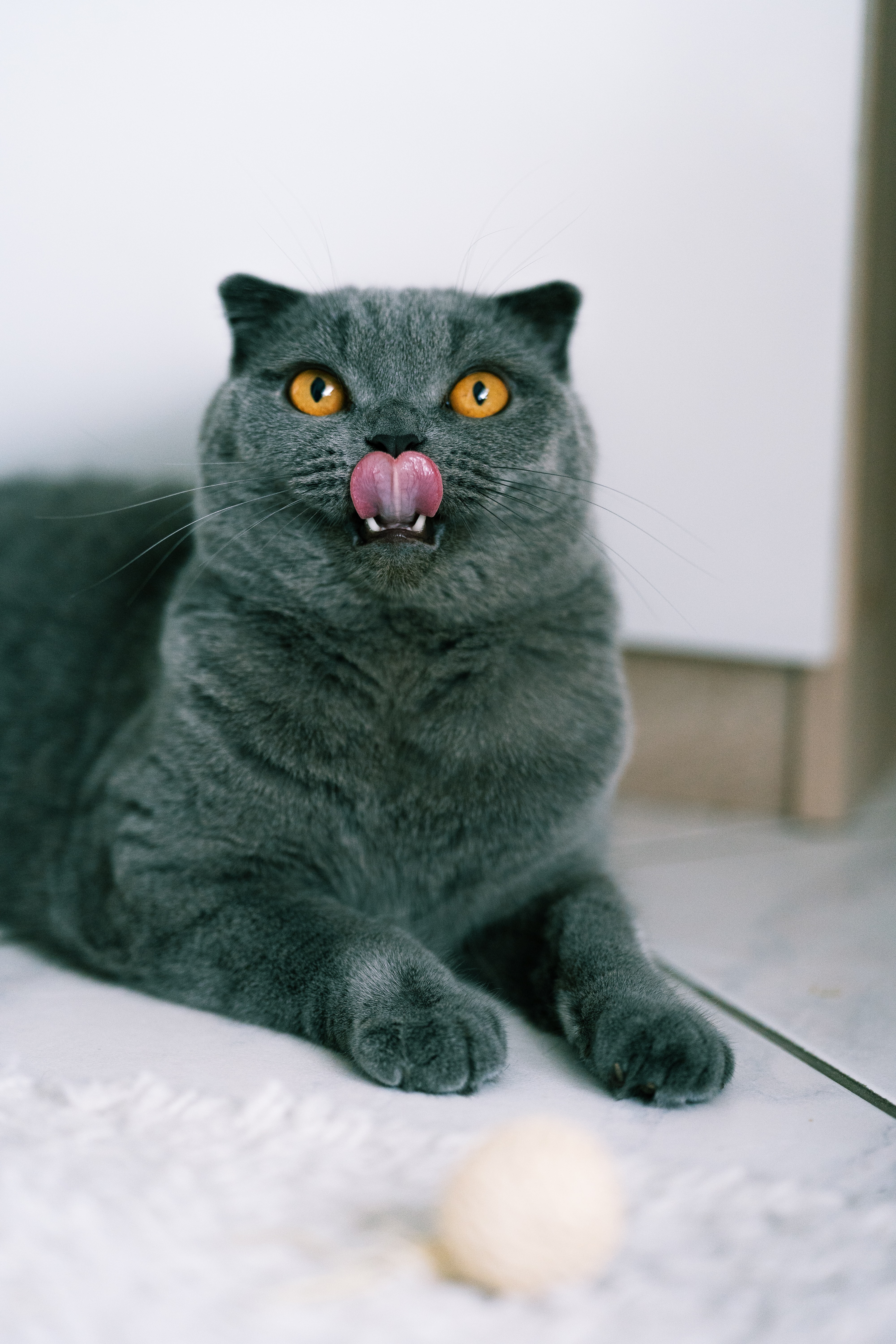 tongue stuck out, animals, cat, pet, sight, opinion, protruding tongue, british cat