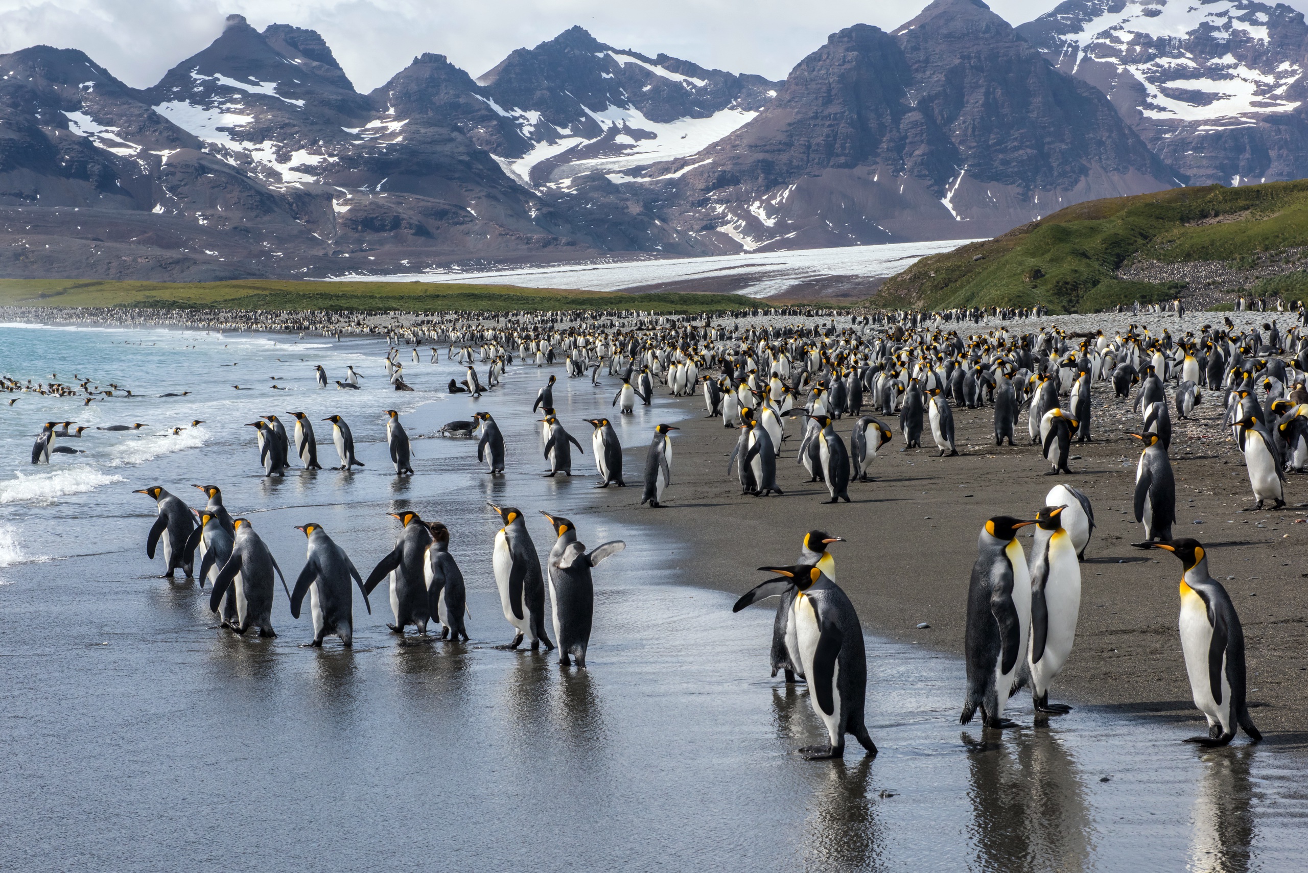 Baixe gratuitamente a imagem Animais, Aves, Pinguim na área de trabalho do seu PC