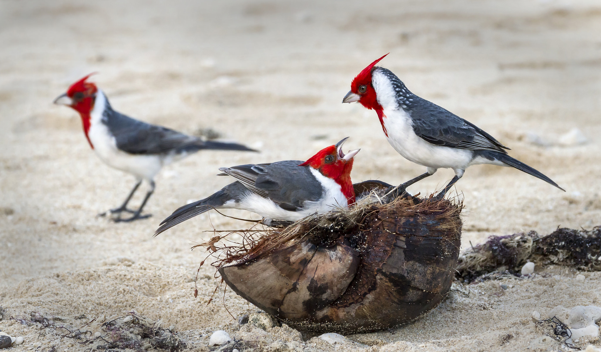 animal, red crested cardinal, bird, cardinal, birds